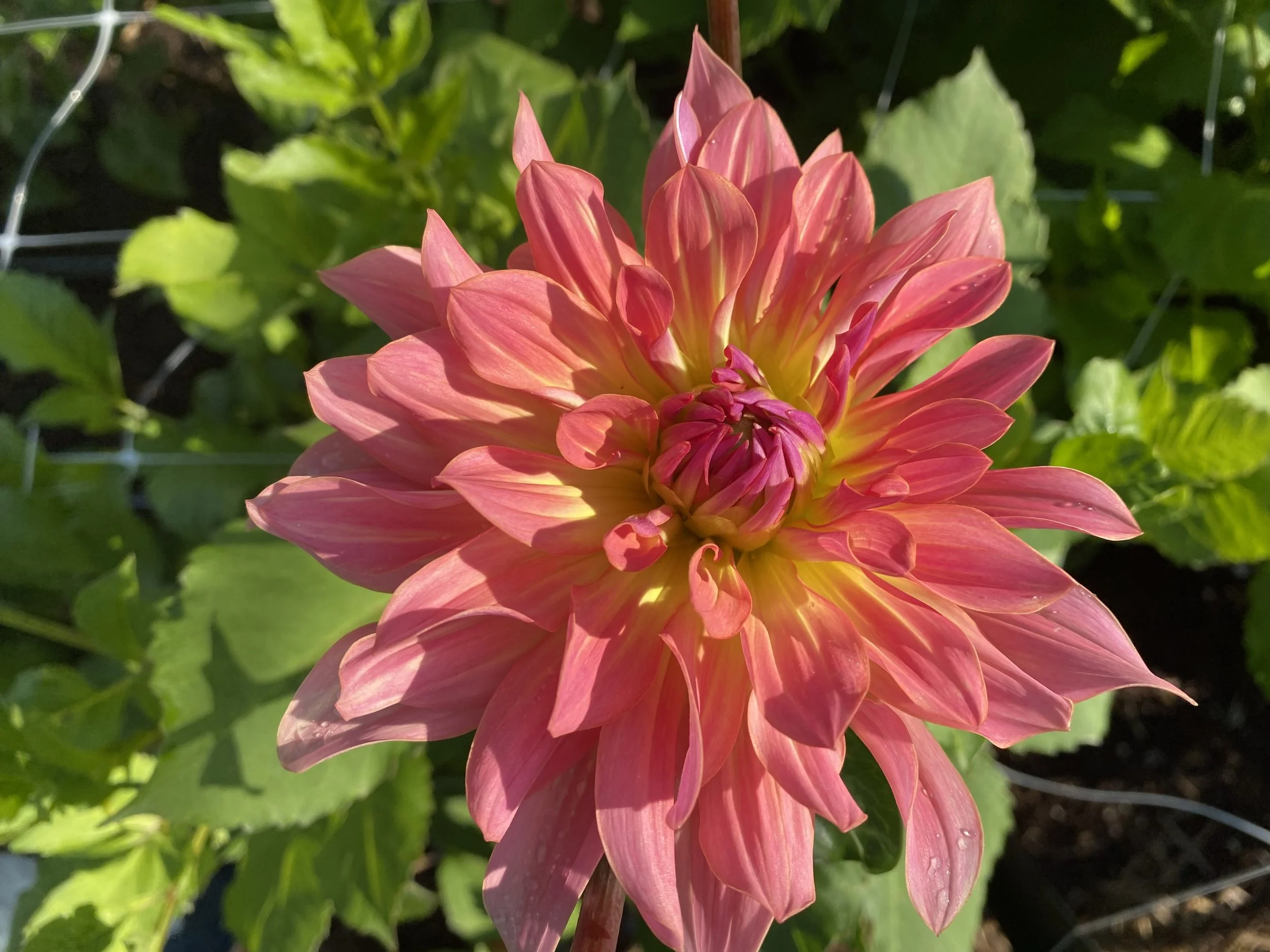 Bahama Mama Dahlia IMG_6586.jpeg