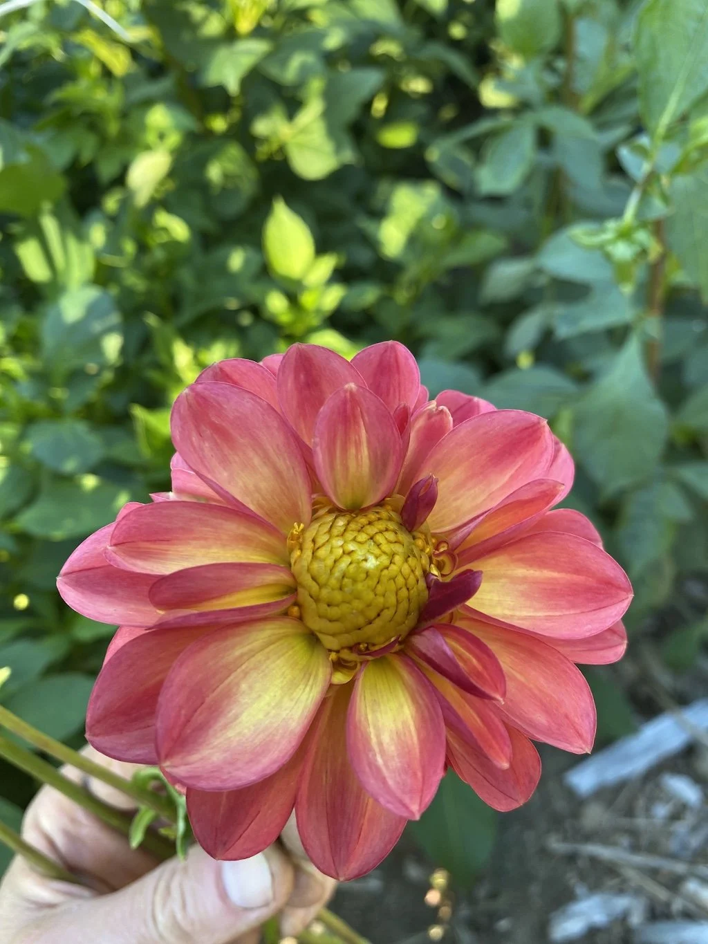 Chimicum Nadje Dahlia EBB IMG_6789.jpg