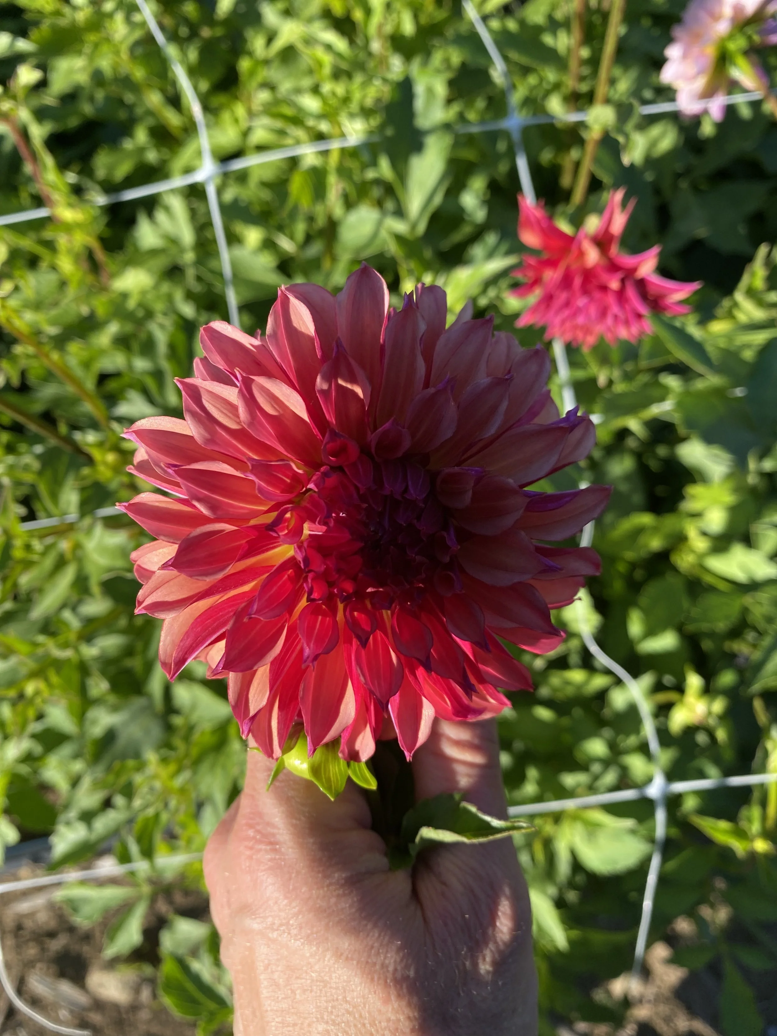 Vista Minnie Dahlia IMG_6785.jpg