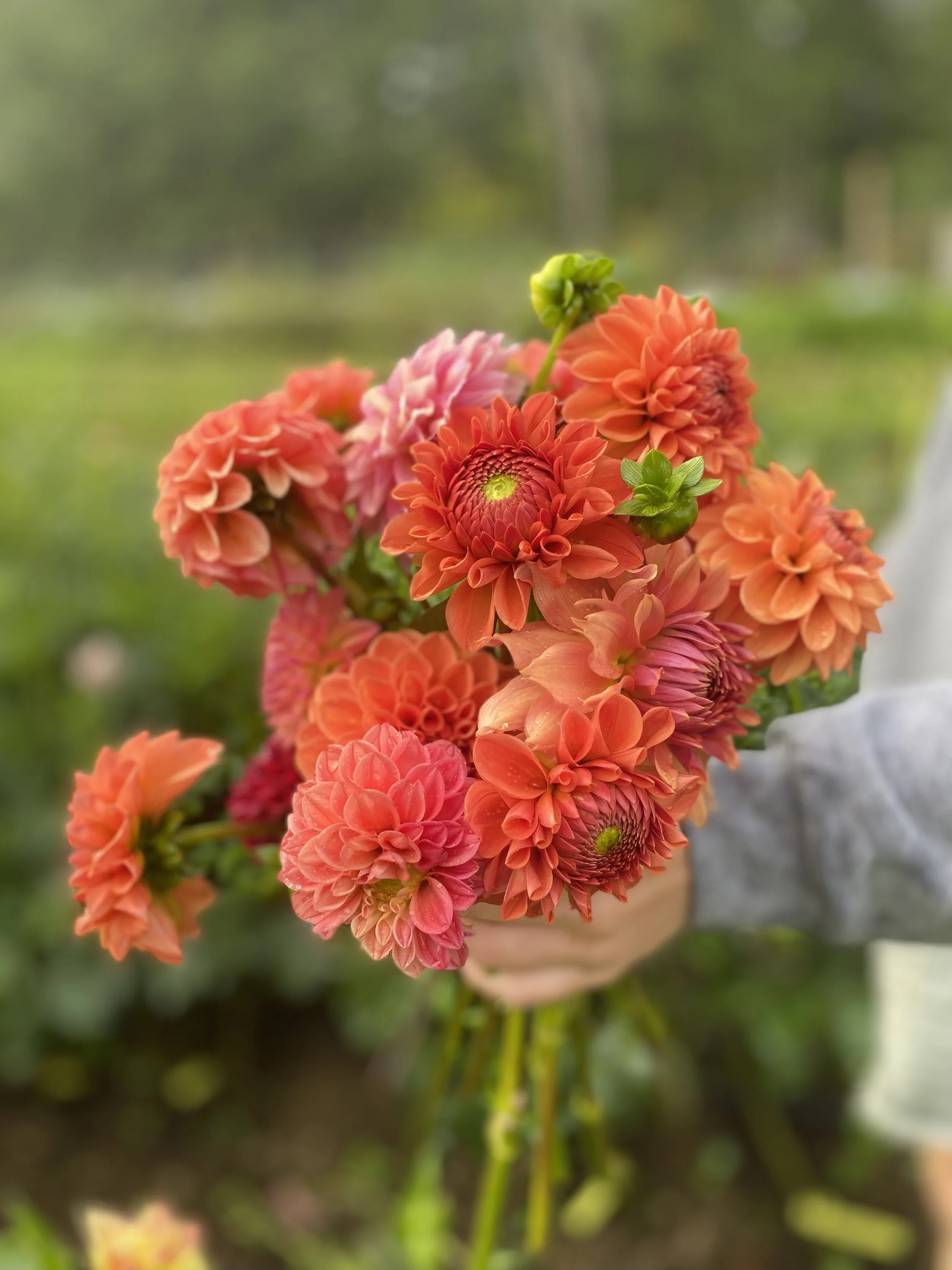 Tahoma Amble Dahlia EBB IMG_6668.jpg