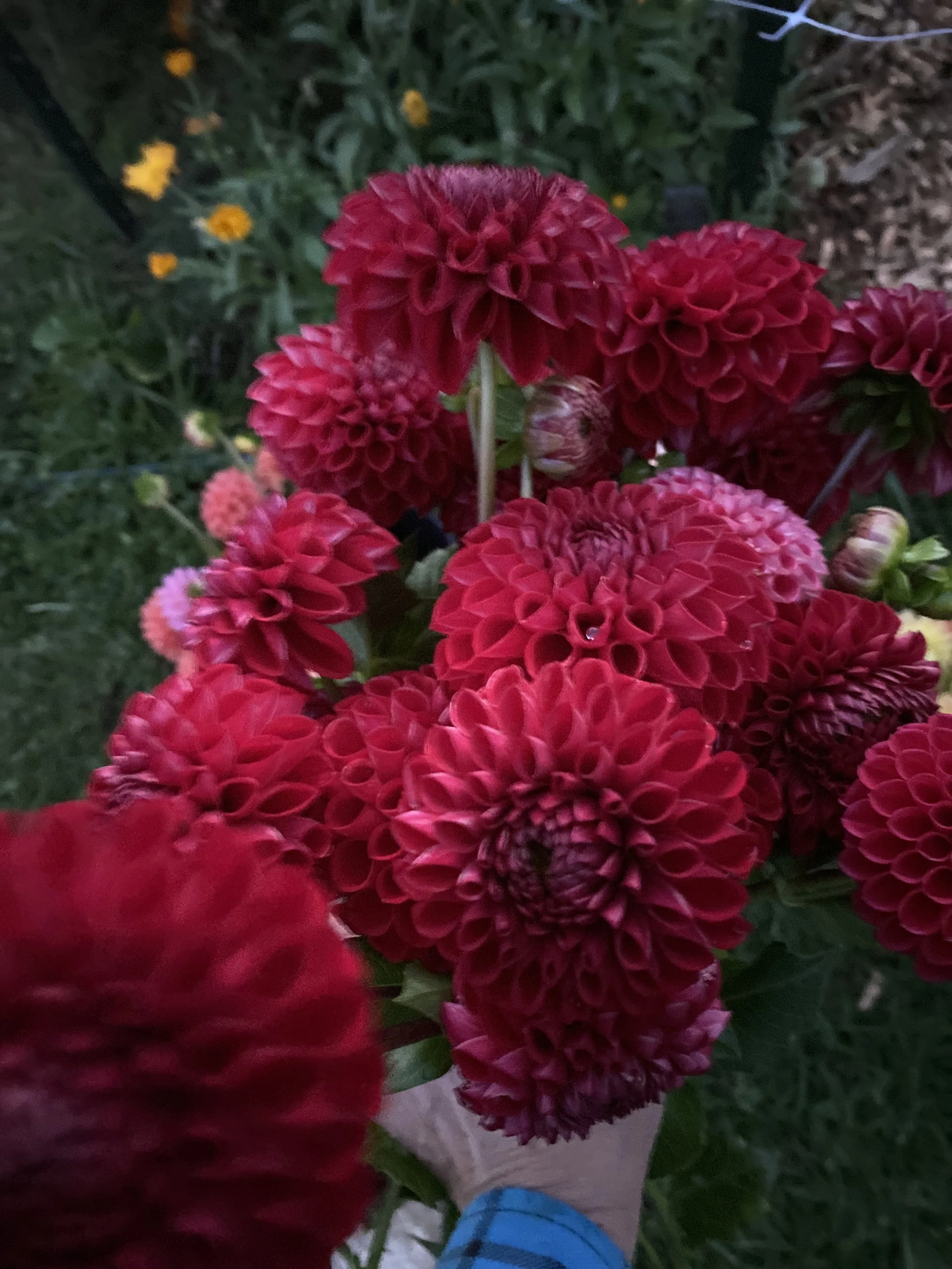 Cornel Dahlia IMG_8442.jpeg