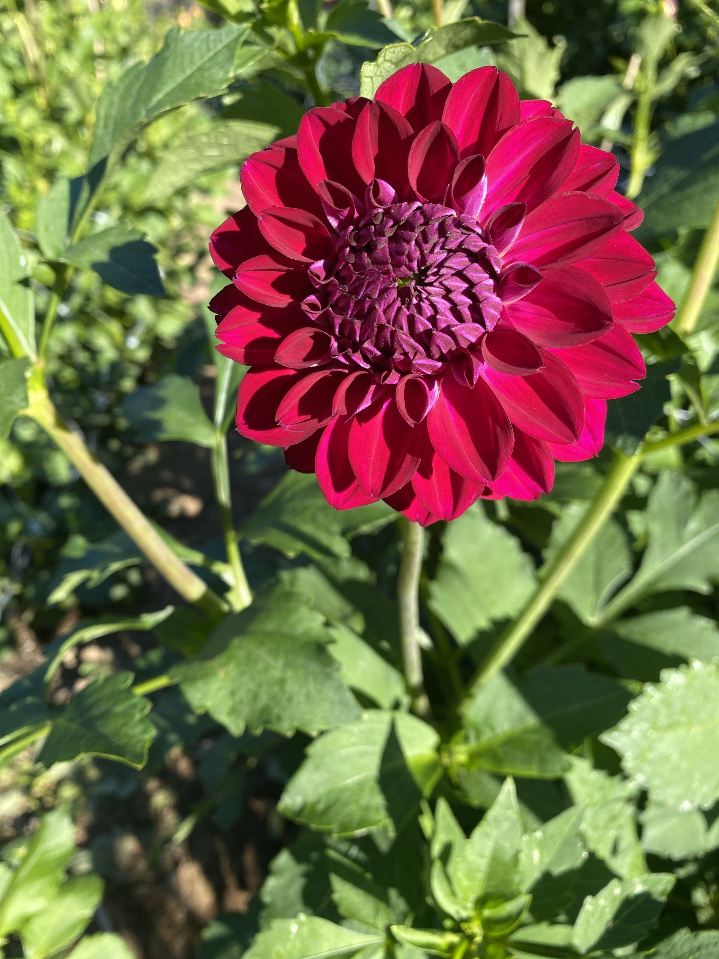 Lupin Chris Dahlia EBB IMG_6779.jpg