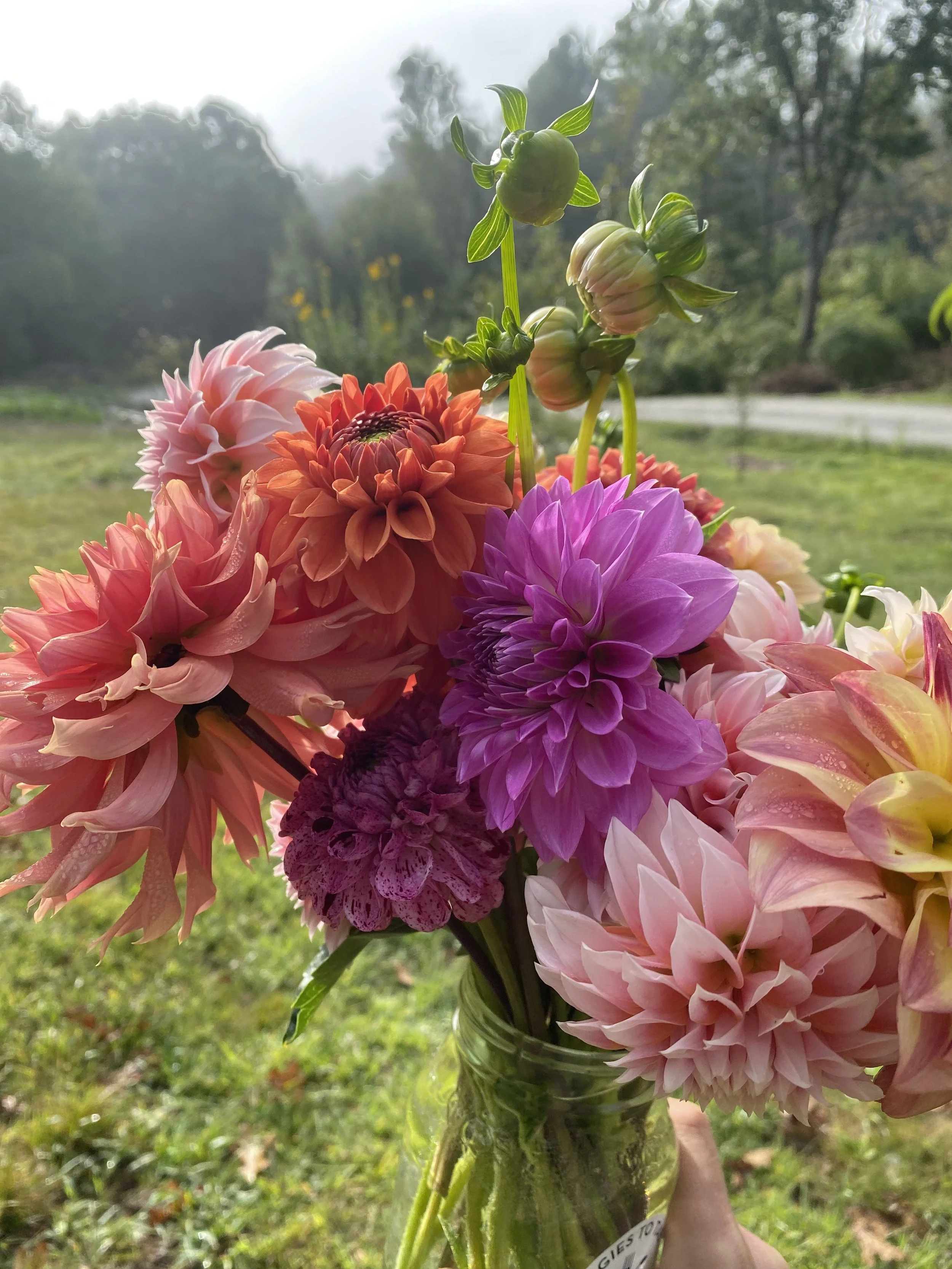 Mixed Bouquet Dahlia EBB  IMG_6296.jpg