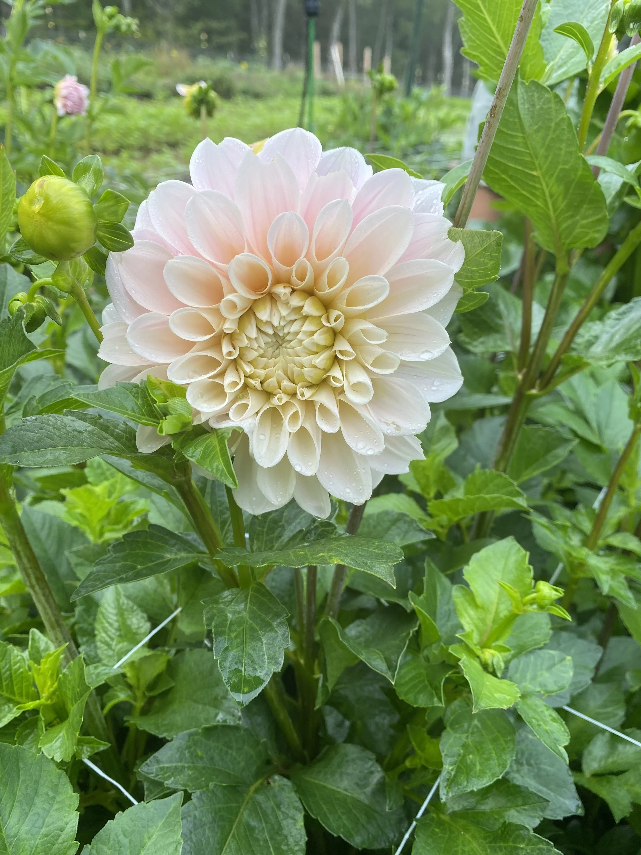 Sweet Natalie Dahlia IMG_6647.jpg