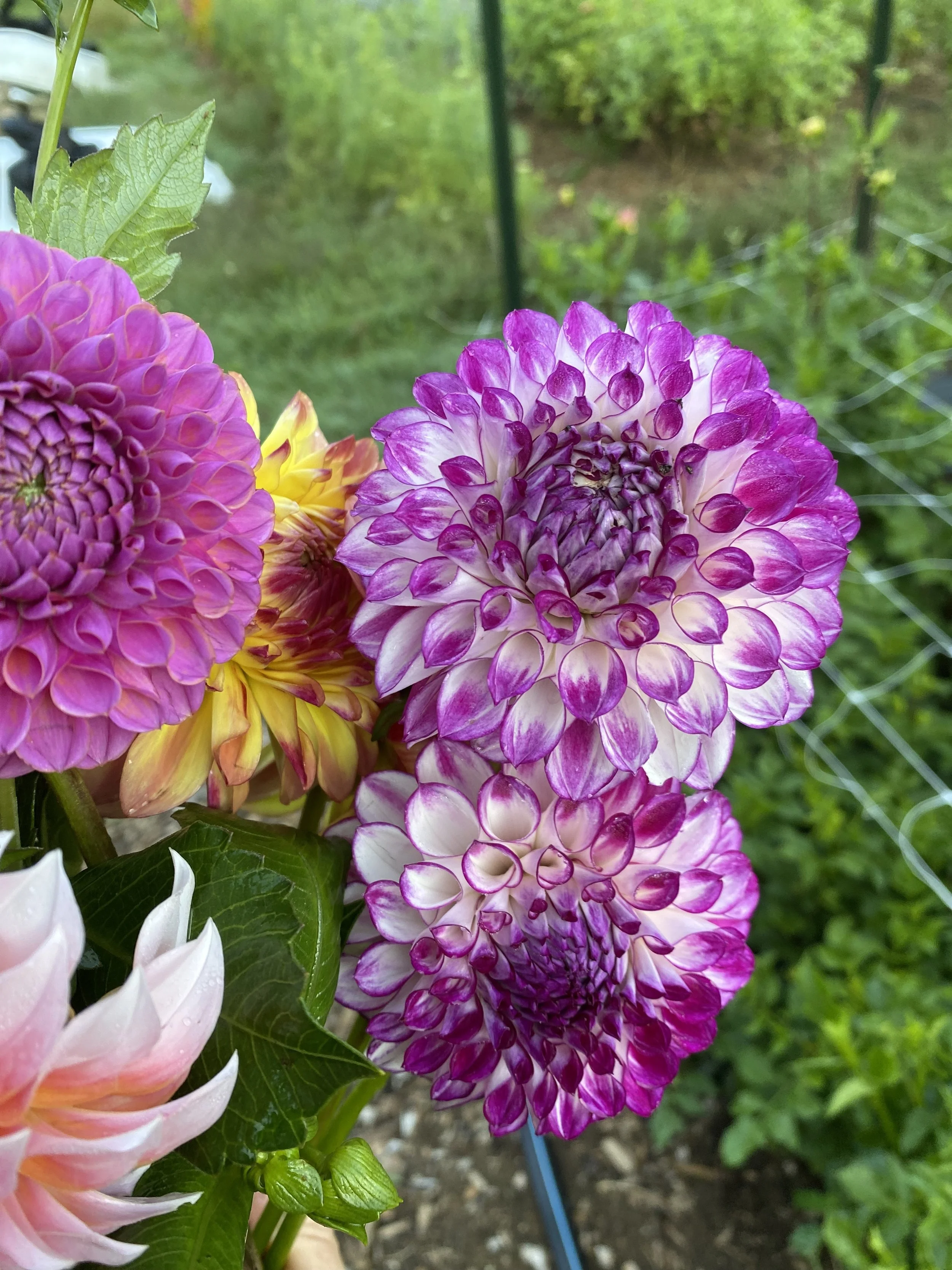 AC Devin Dahlia EBB IMG_6246.jpg