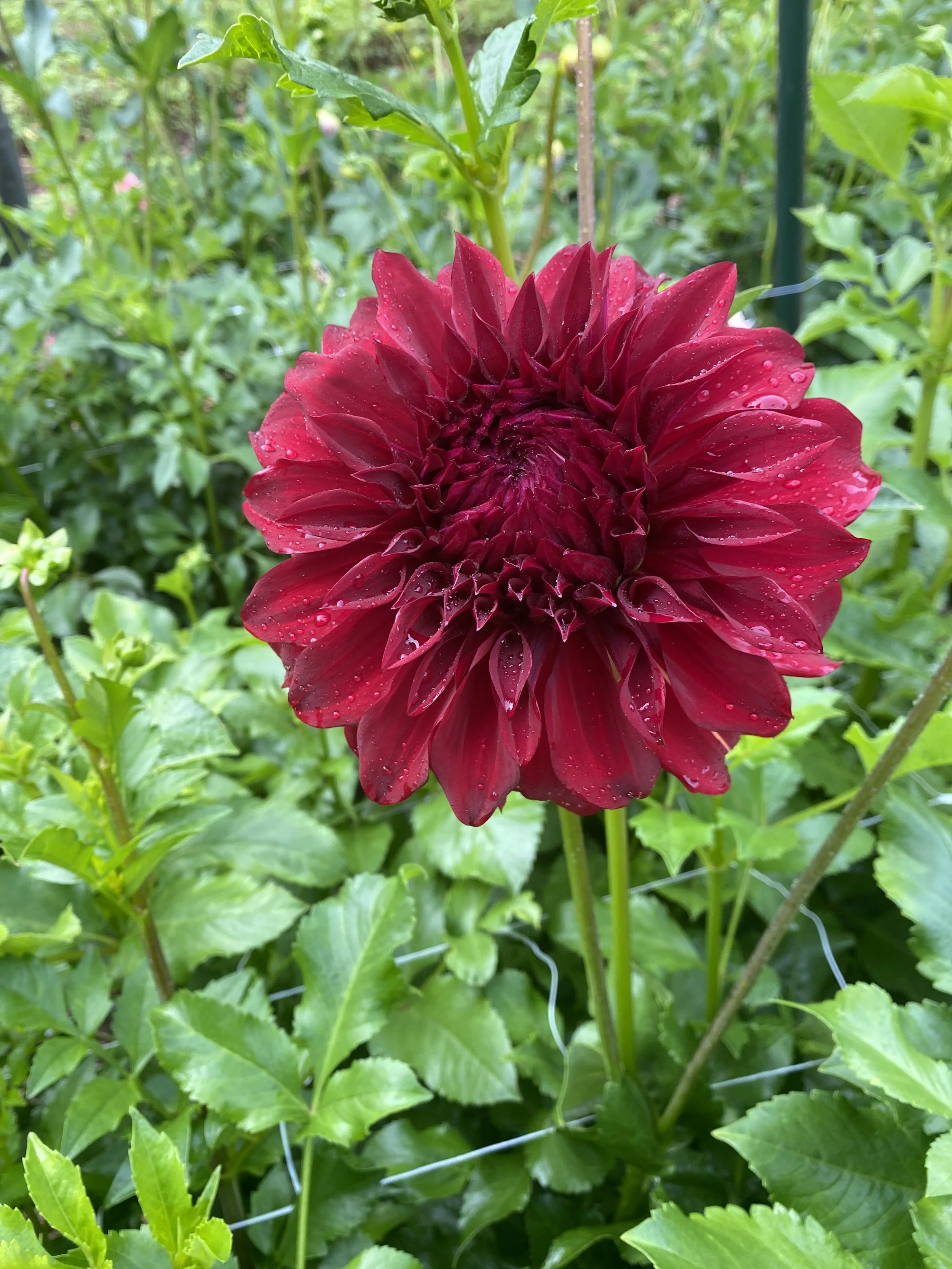 Spartacus Dahlia EBB IMG_6641.jpg