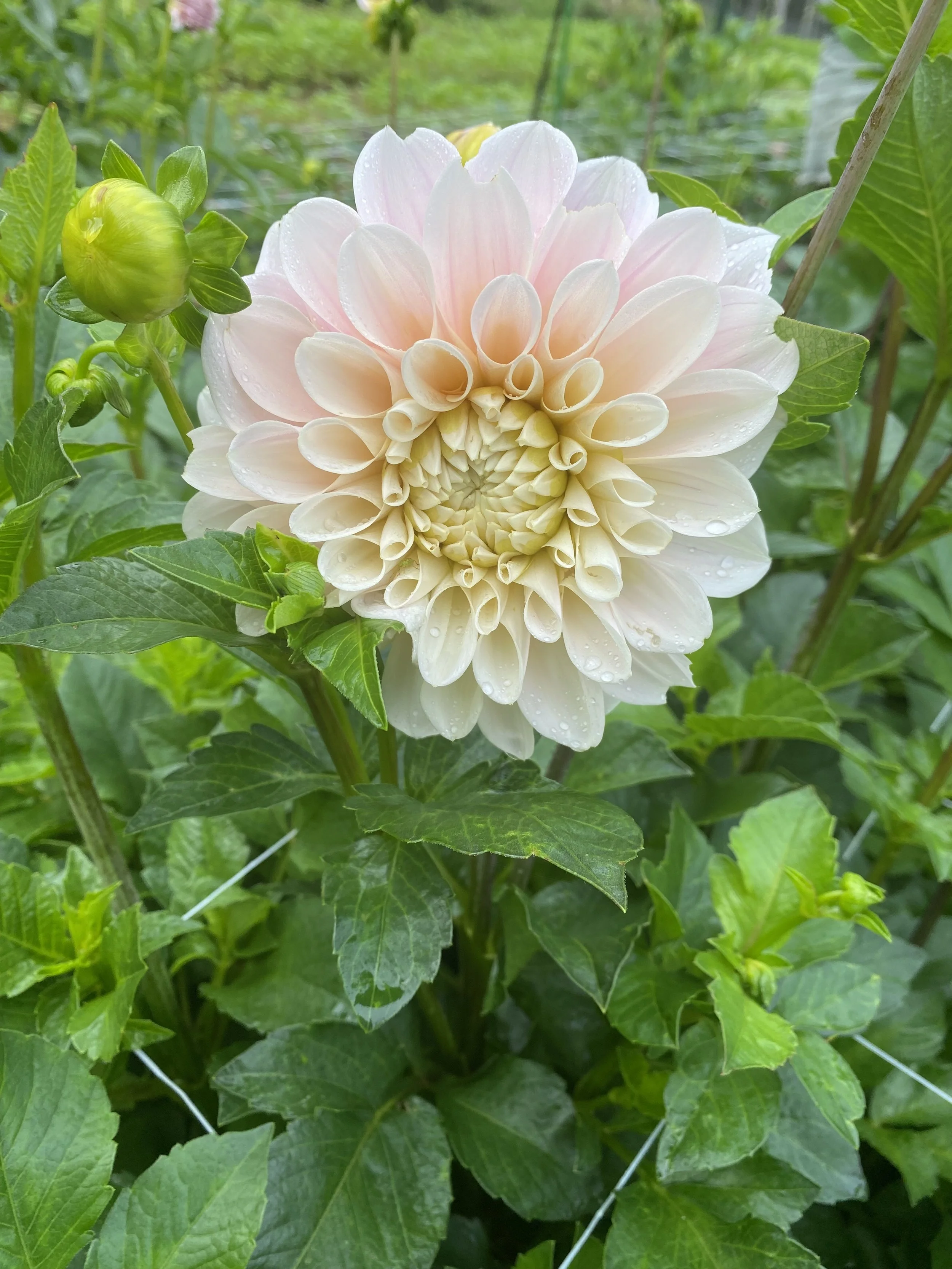 Sweet Natalie Dahlia IMG_6646.jpg