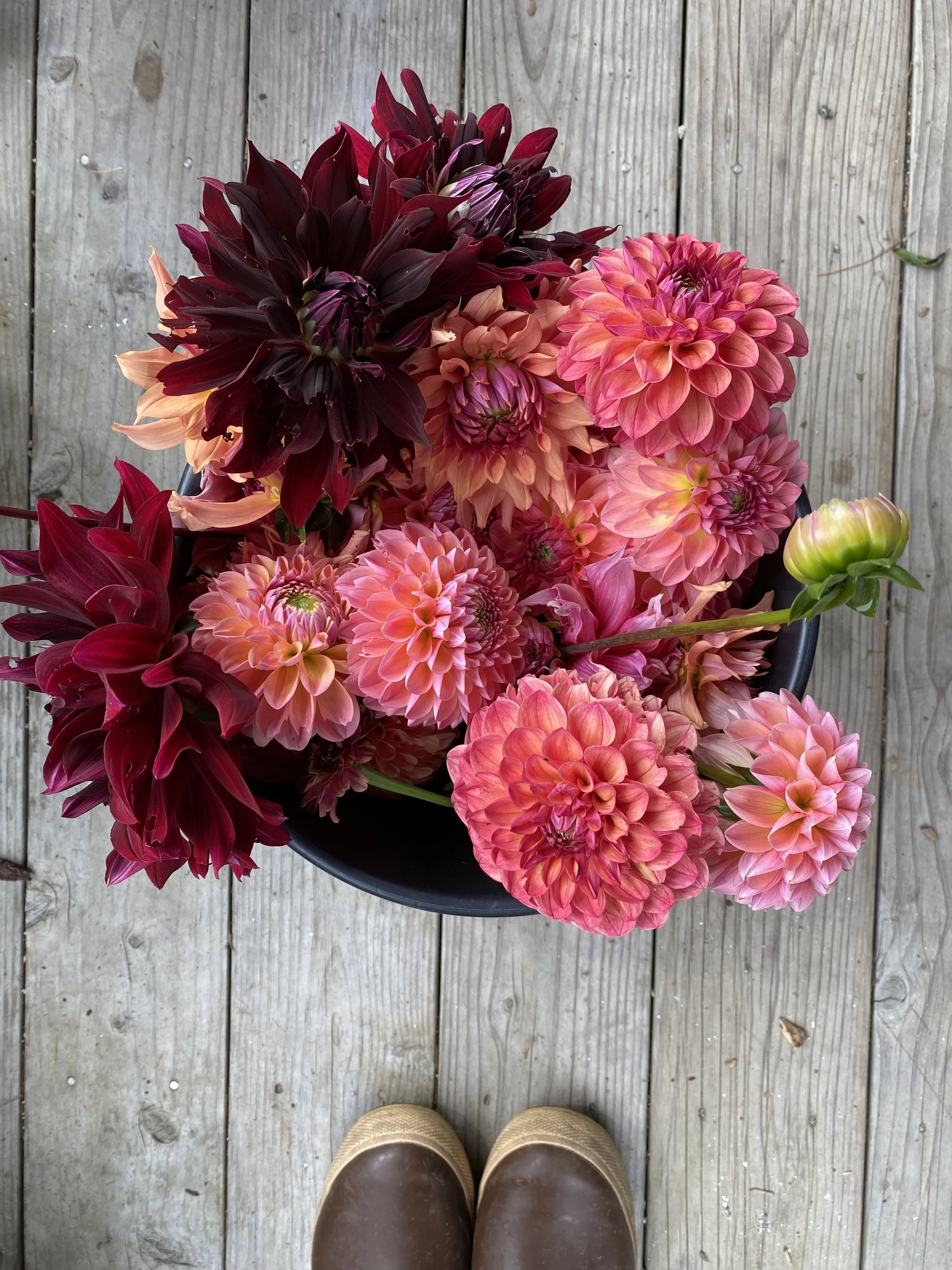 RIP City Dahlia IMG_6166.jpeg