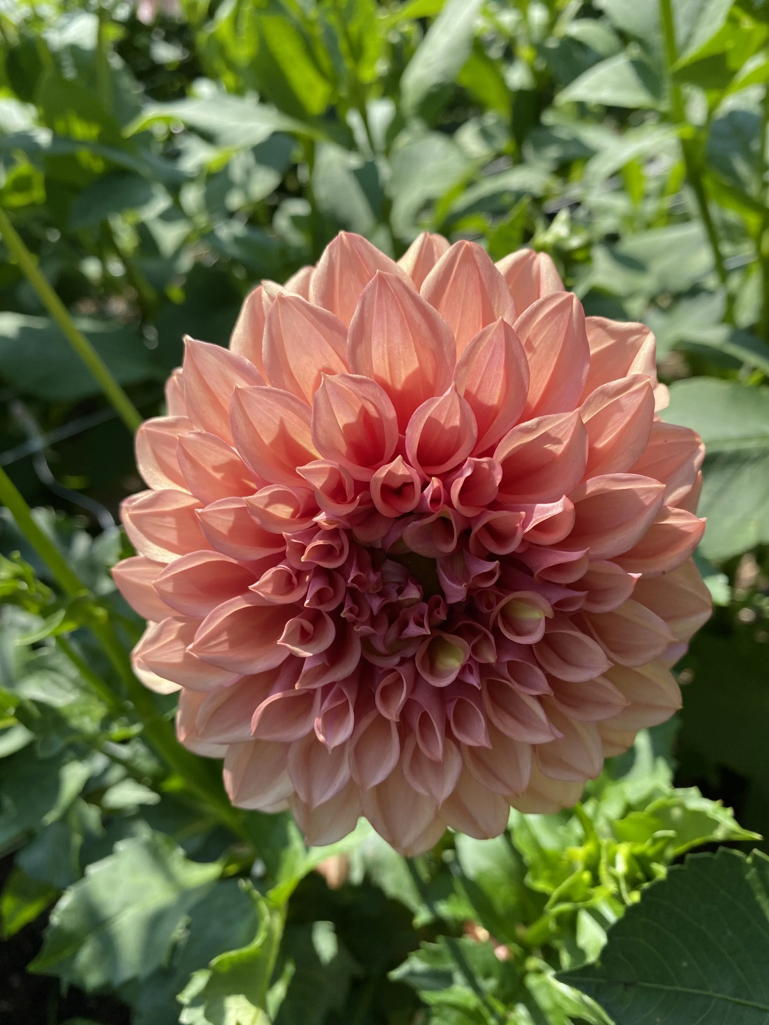 Orange Globe Dahlia IMG_7232.jpeg