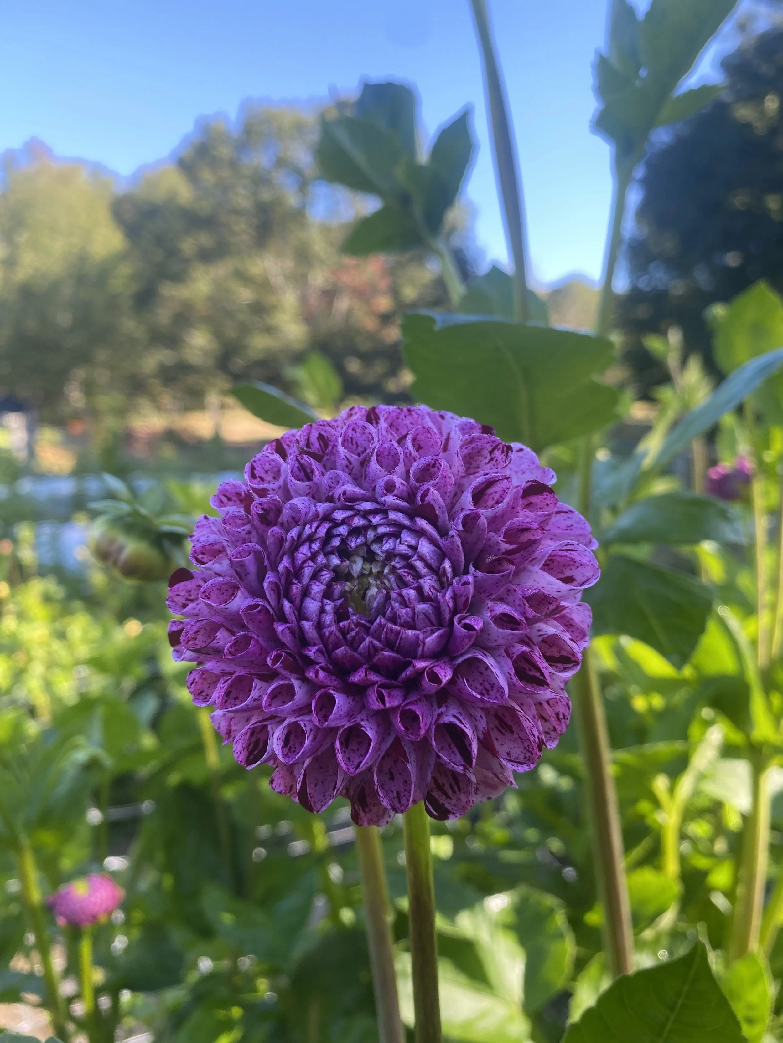 Snoho Les IMG_6873.jpg