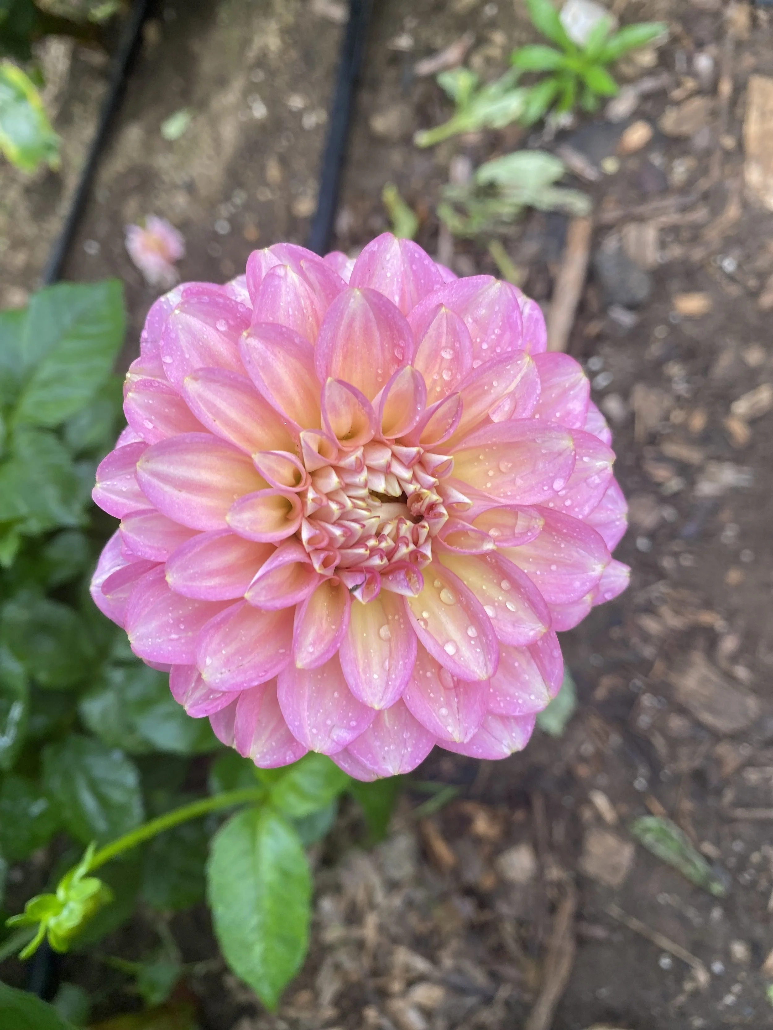 Princess Elizabeth Dahlia EBB IMG_6663.jpg