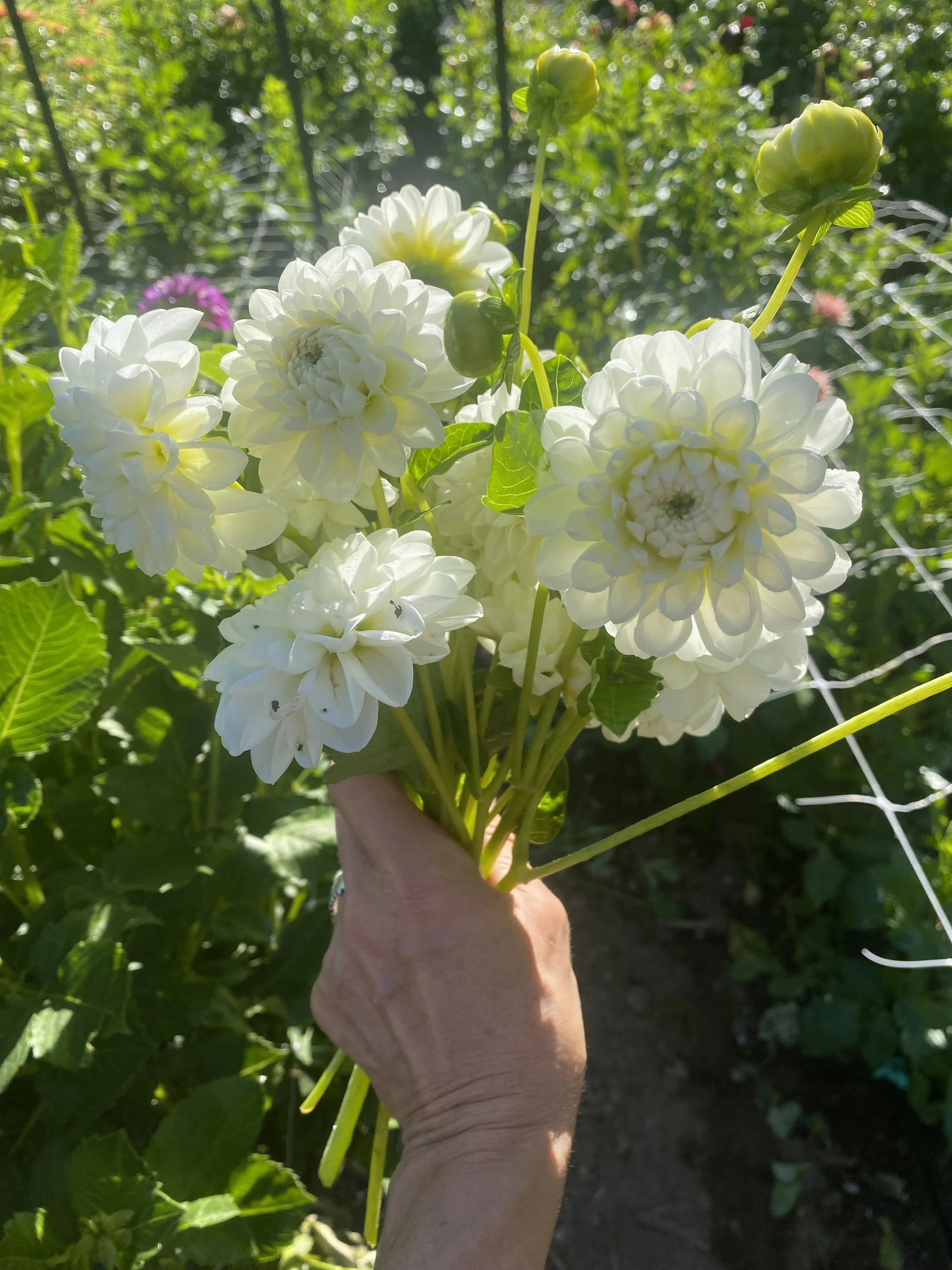 Blizzard Dahlia IMG_6857.jpg