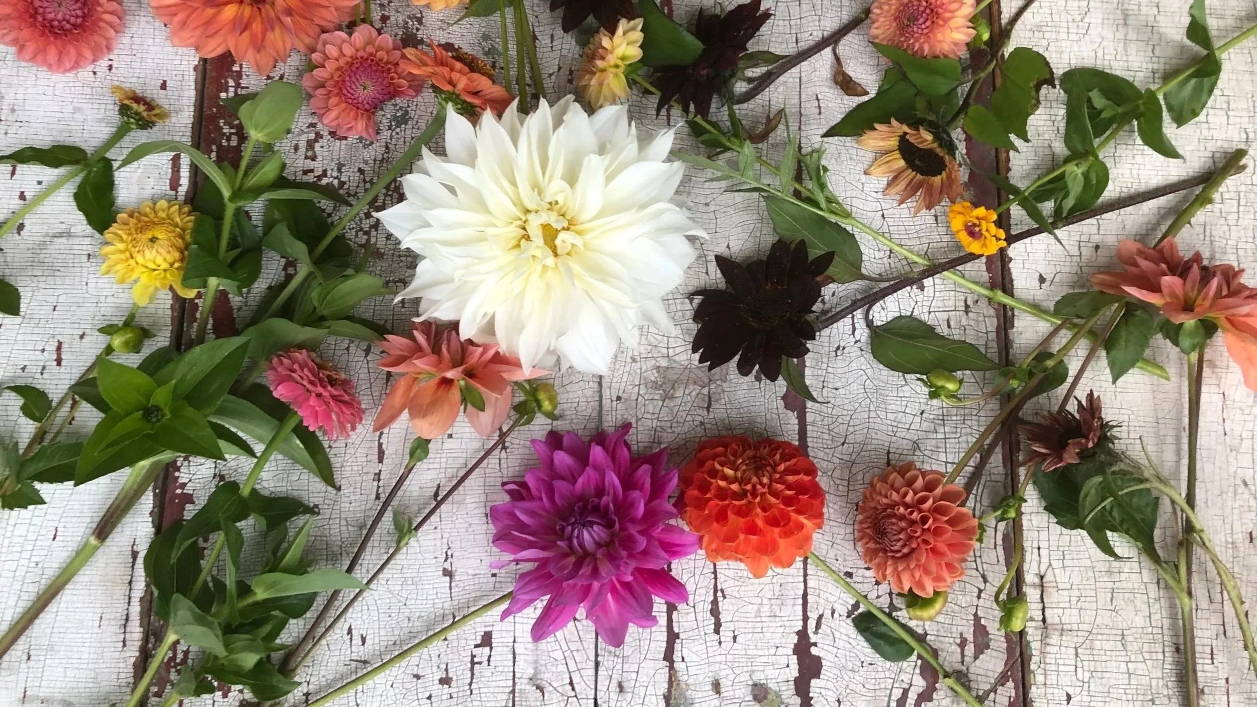 Pretty Dahlias IMG_0113.jpg