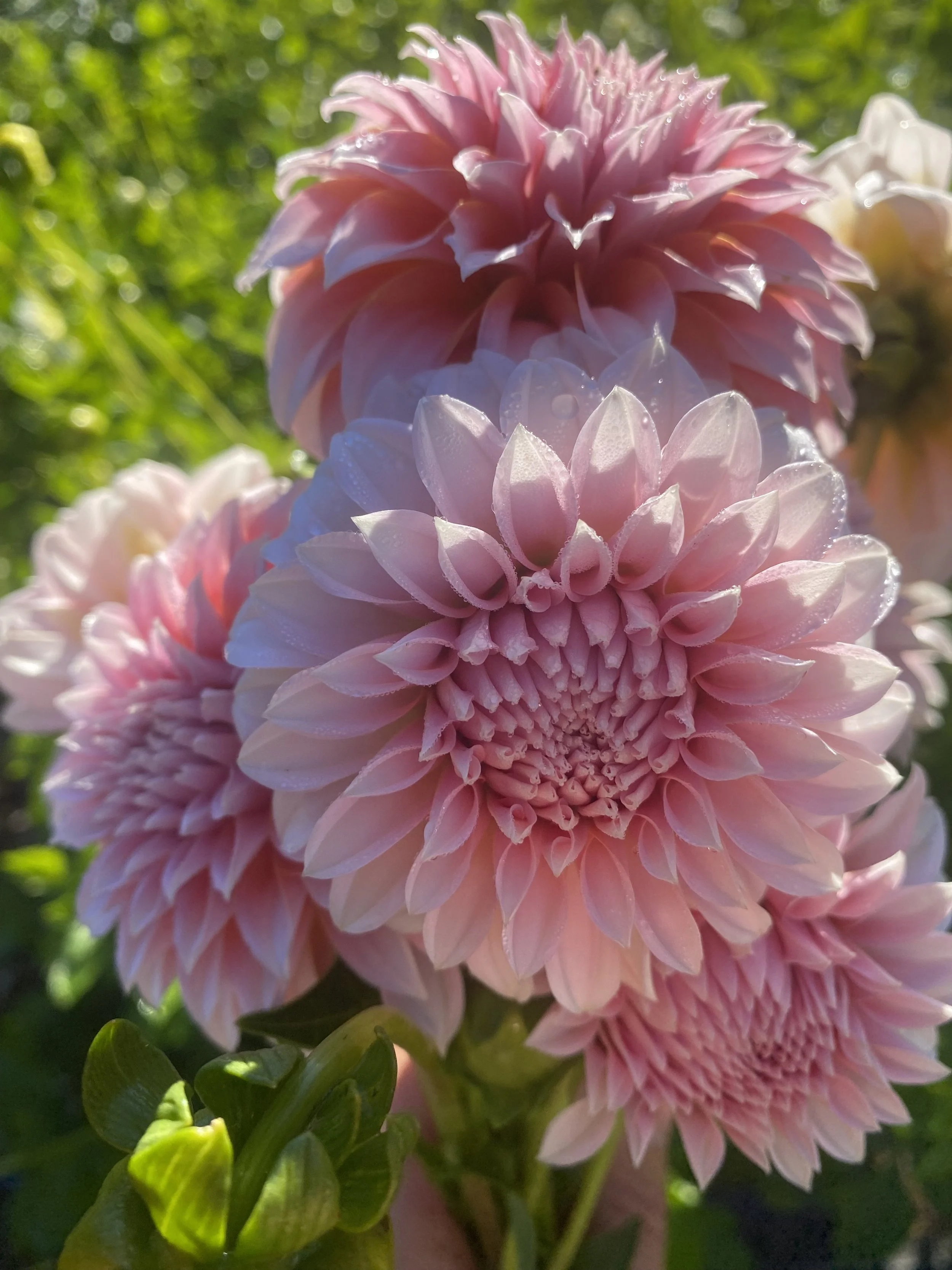 Peaches and Cream Dahlia EBB IMG_6868.jpg