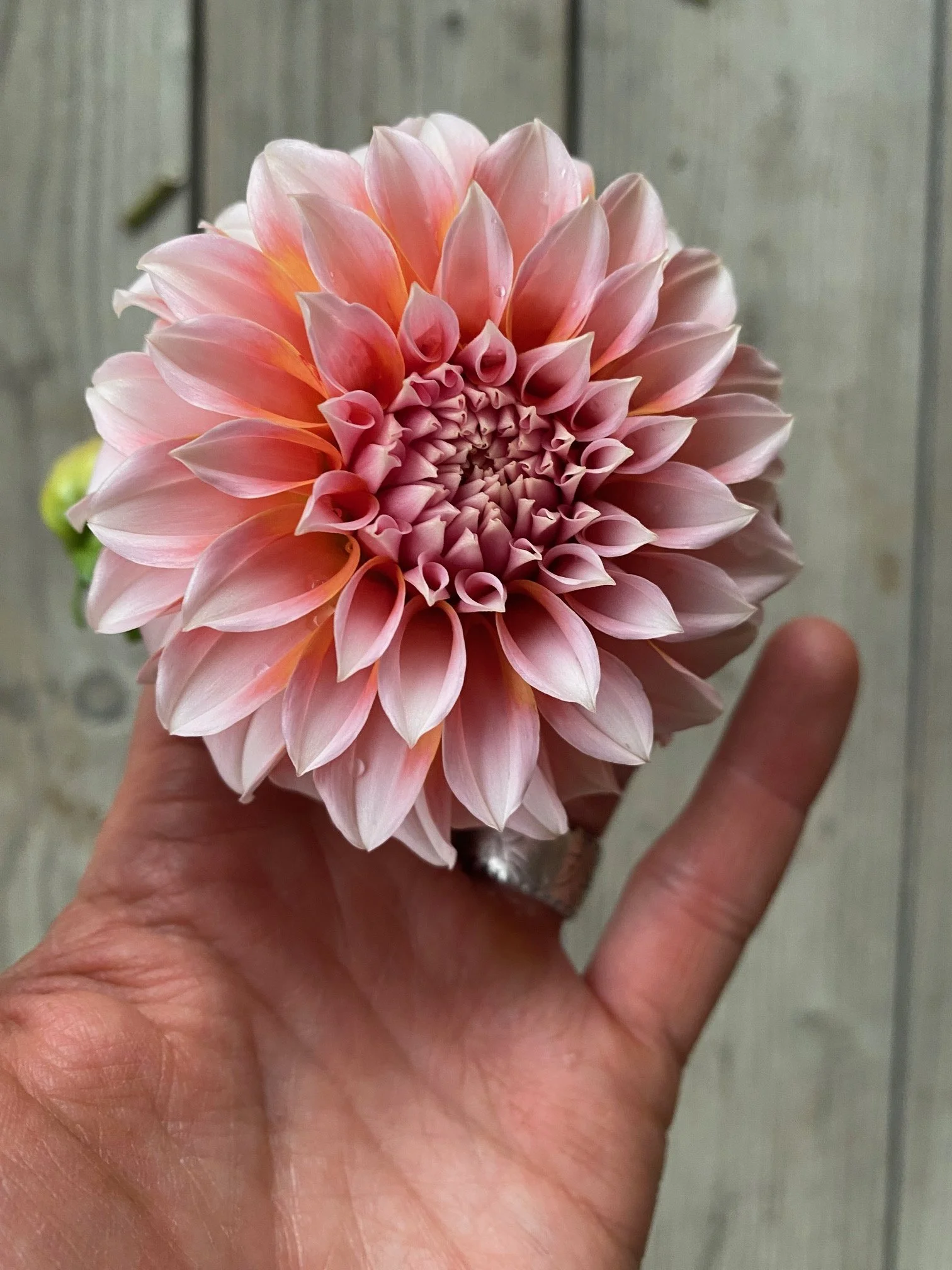 Peaches and Cream Dahlia EBB  IMG_8240.jpeg