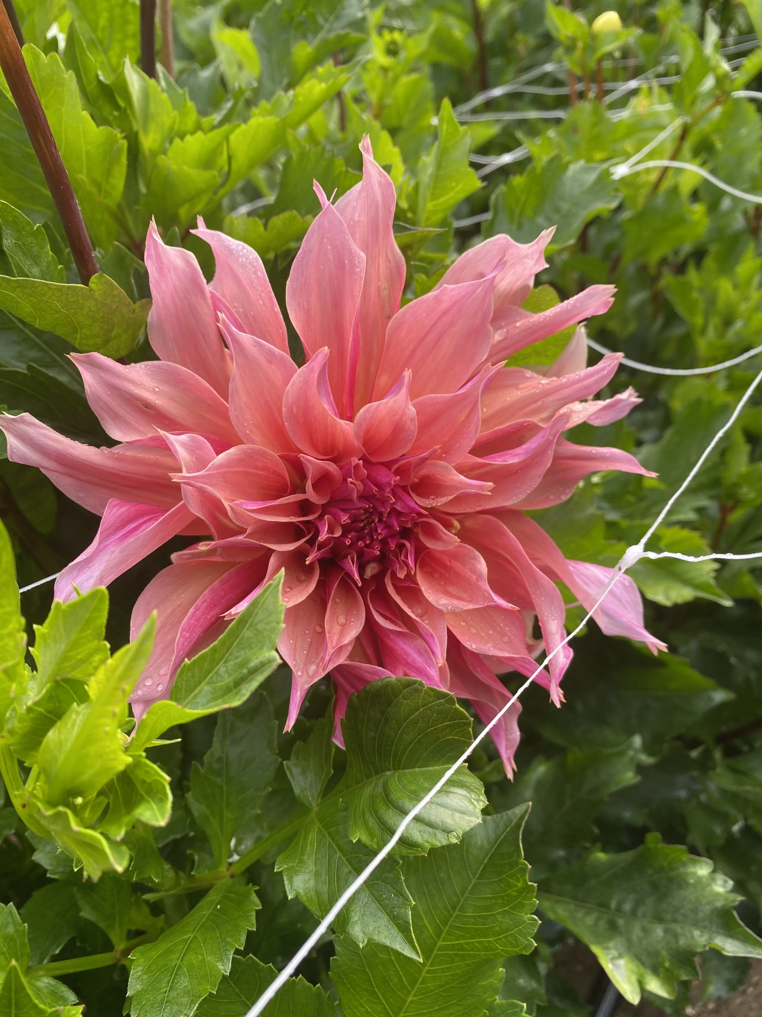 Labyrinth Dahlia EBB IMG_6667.jpg