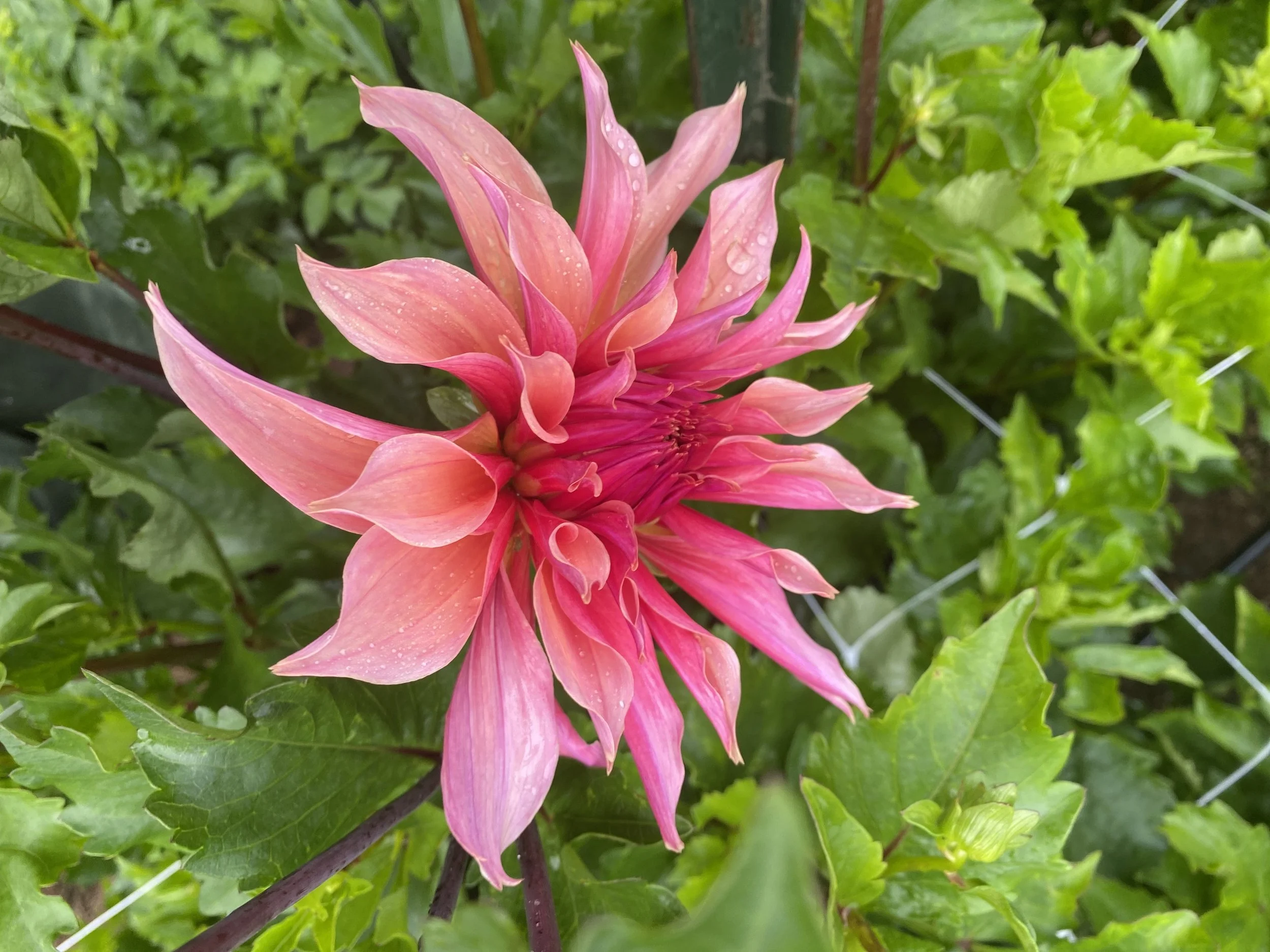 Labyrinth Dahlia EBB IMG_6659.jpg