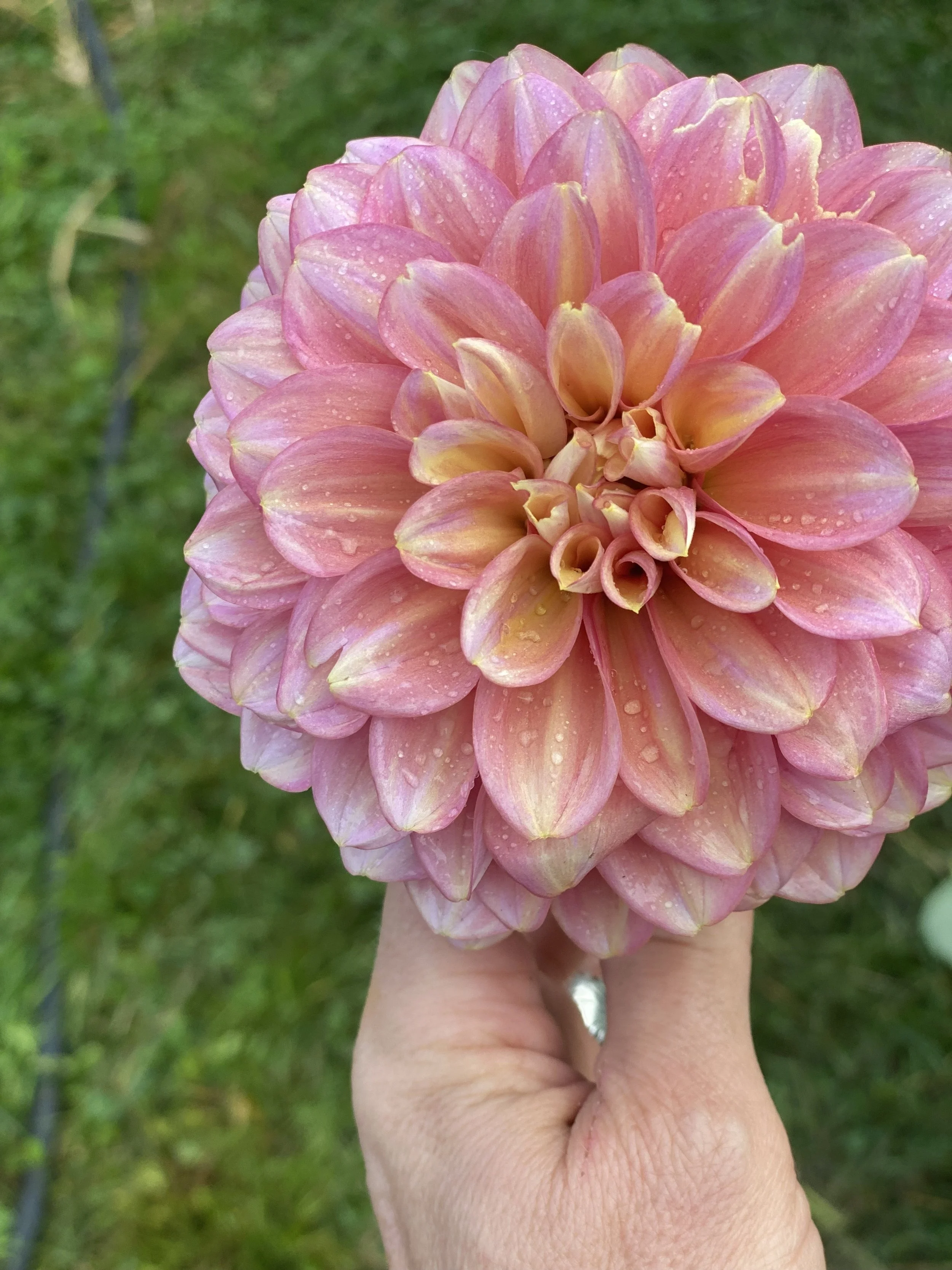 Princess Elizabeth Dahlia EBB IMG_6683.jpg