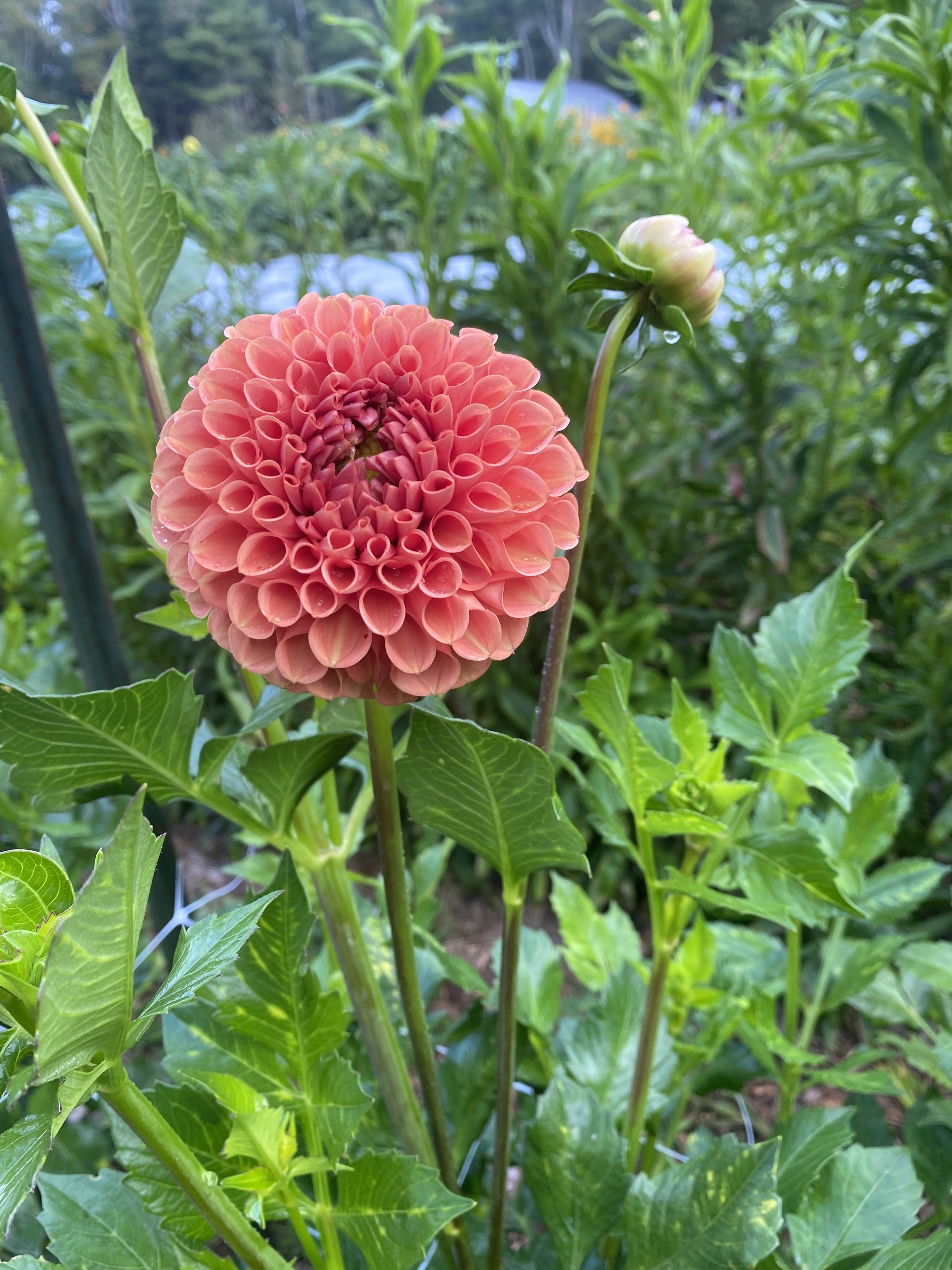 Rose Toscano Dahlia EBB IMG_6623.jpg