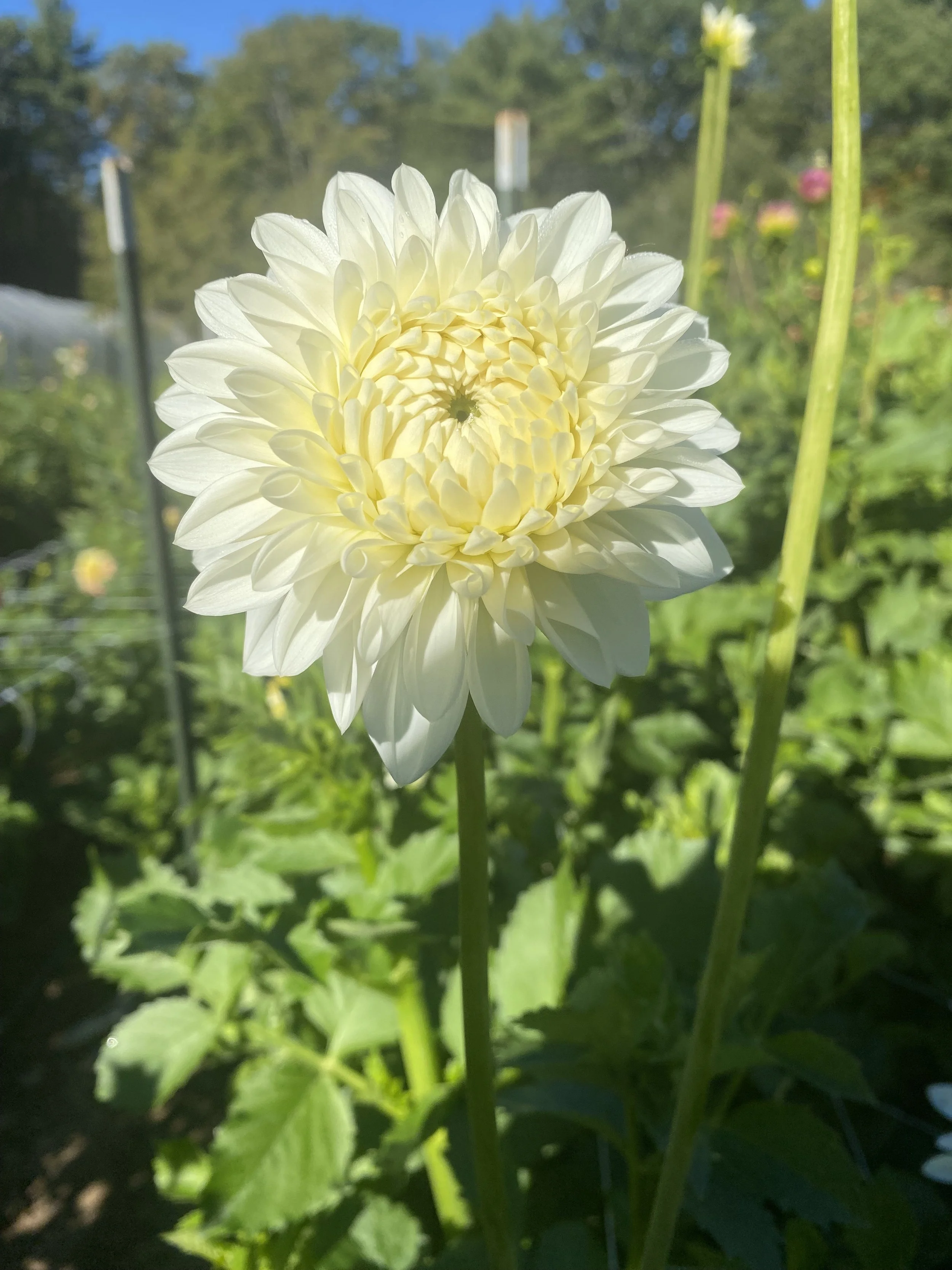 Orset Beauty Dahlia EBB IMG_6878.jpg