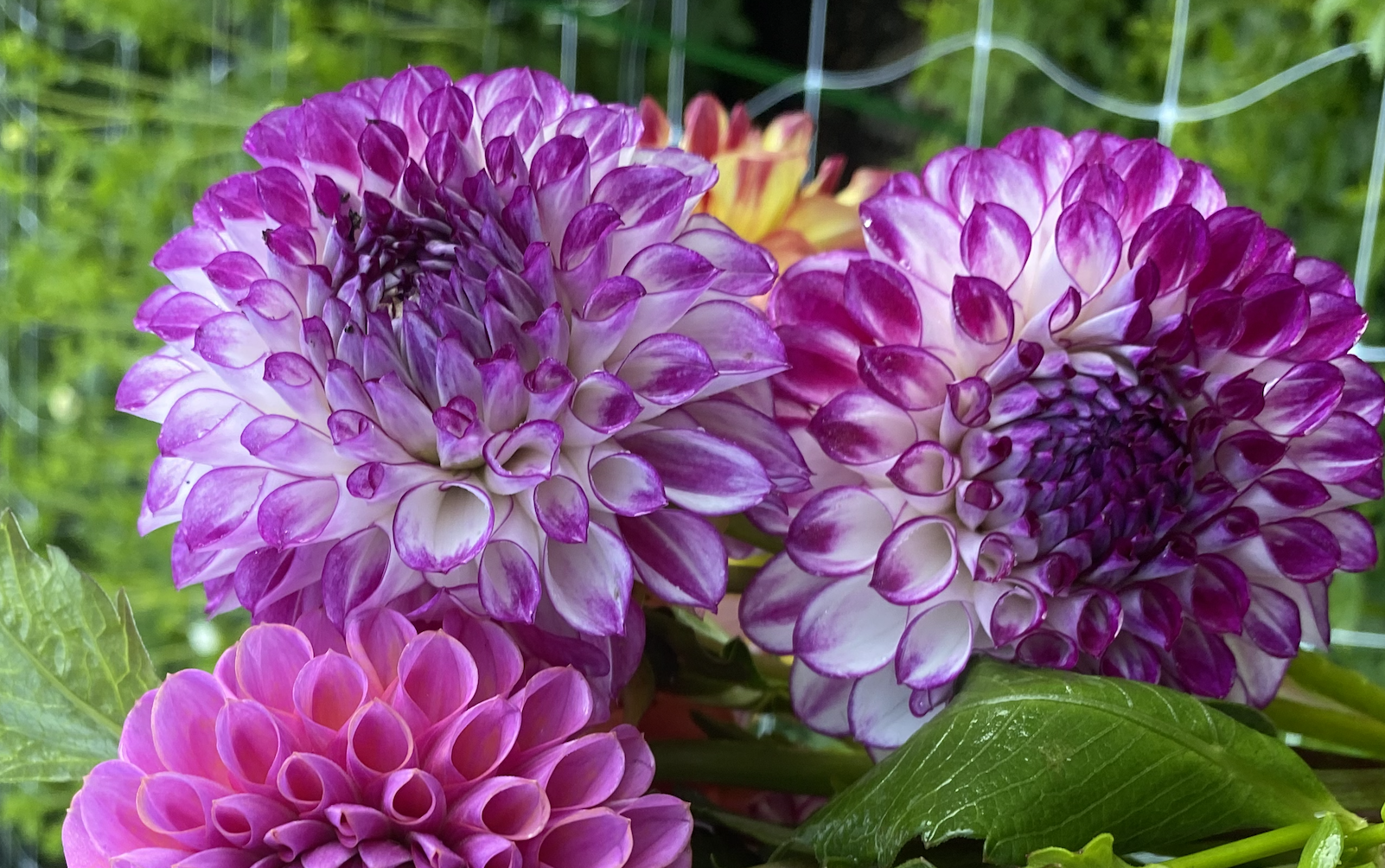 AC Devin Dahlia EBB.png