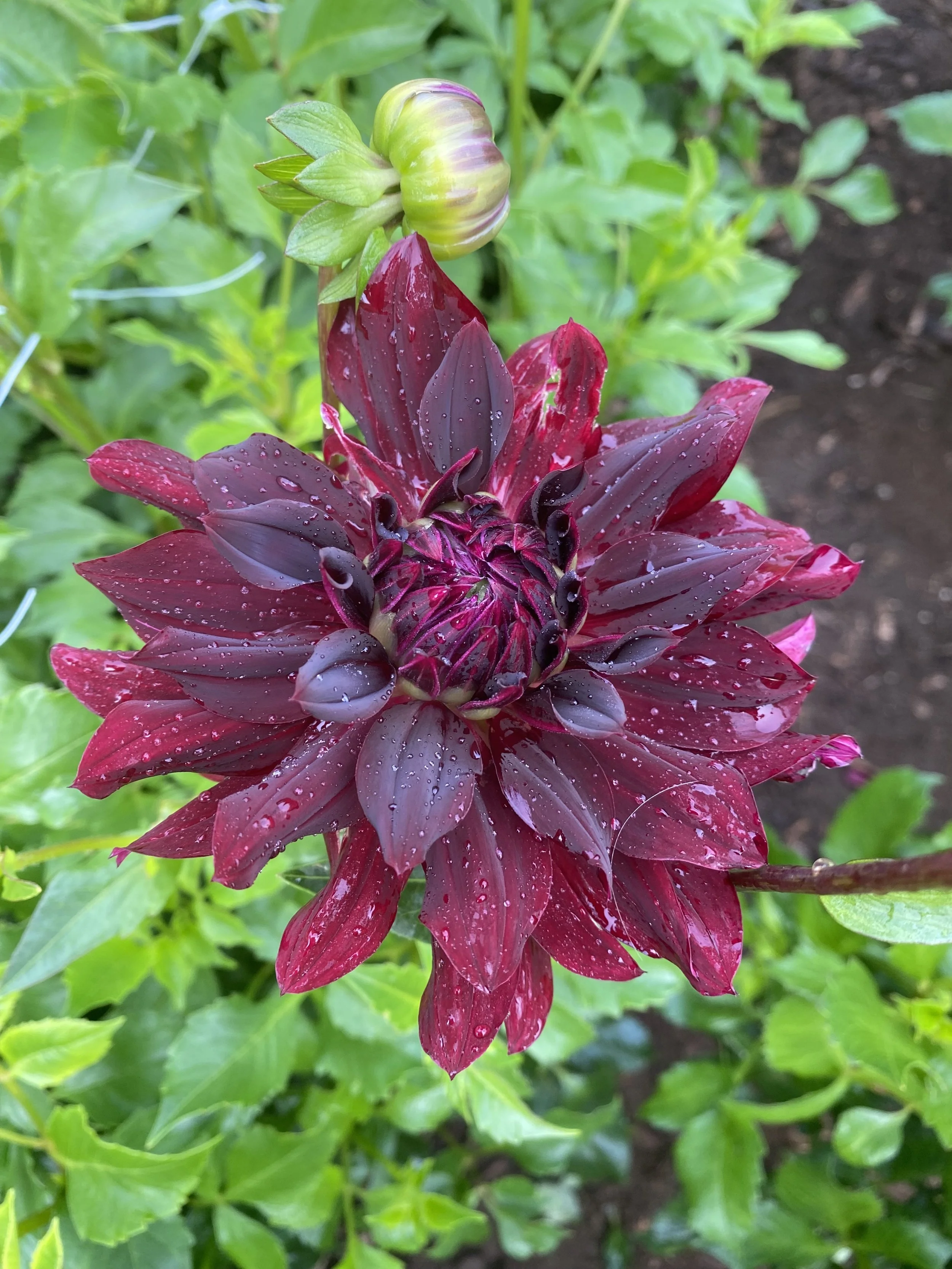 RIP City Dahlia EBB IMG_6661.jpg