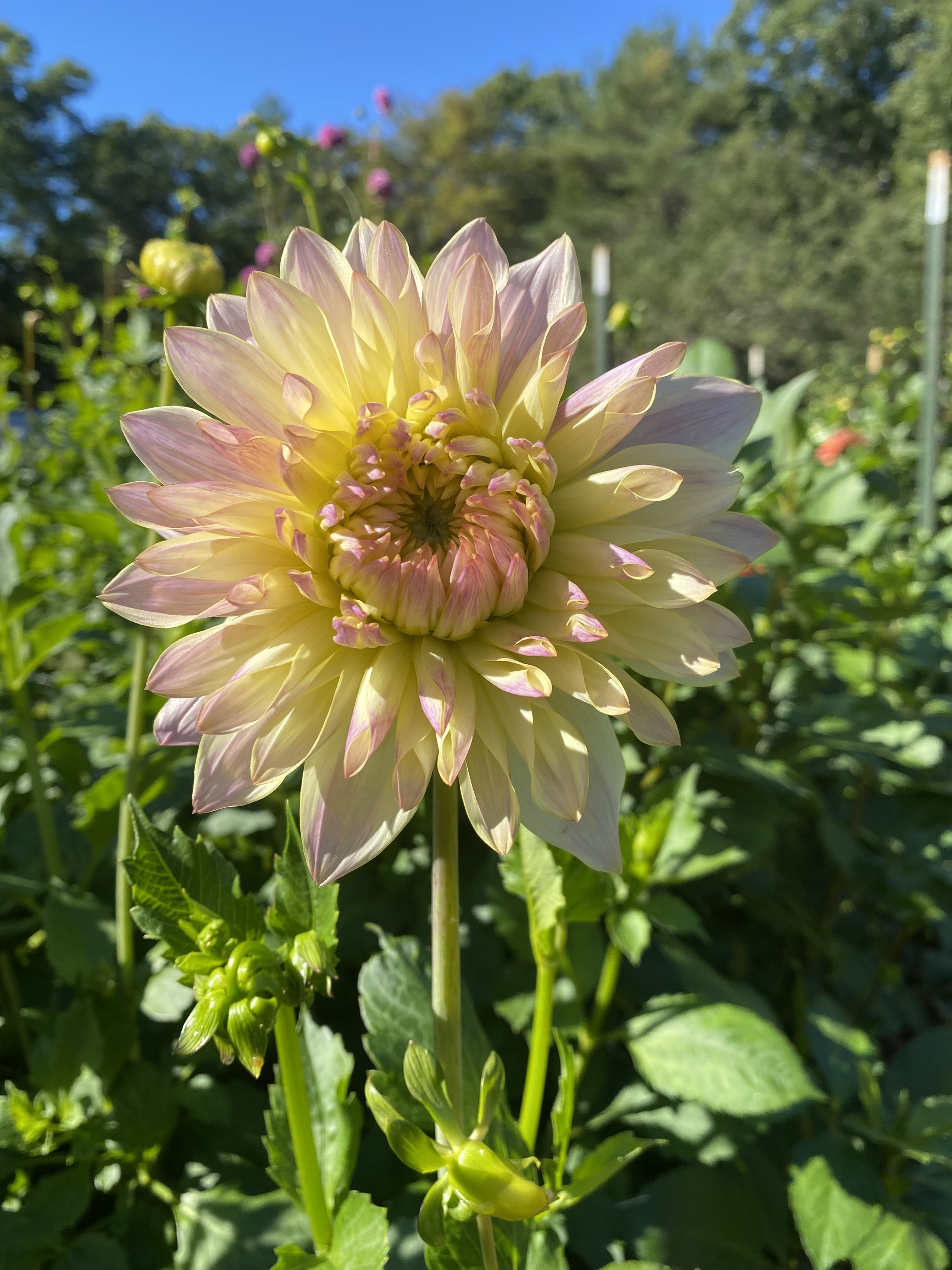 Wyns New Pastel Dahlia EBB MG_8171.jpg
