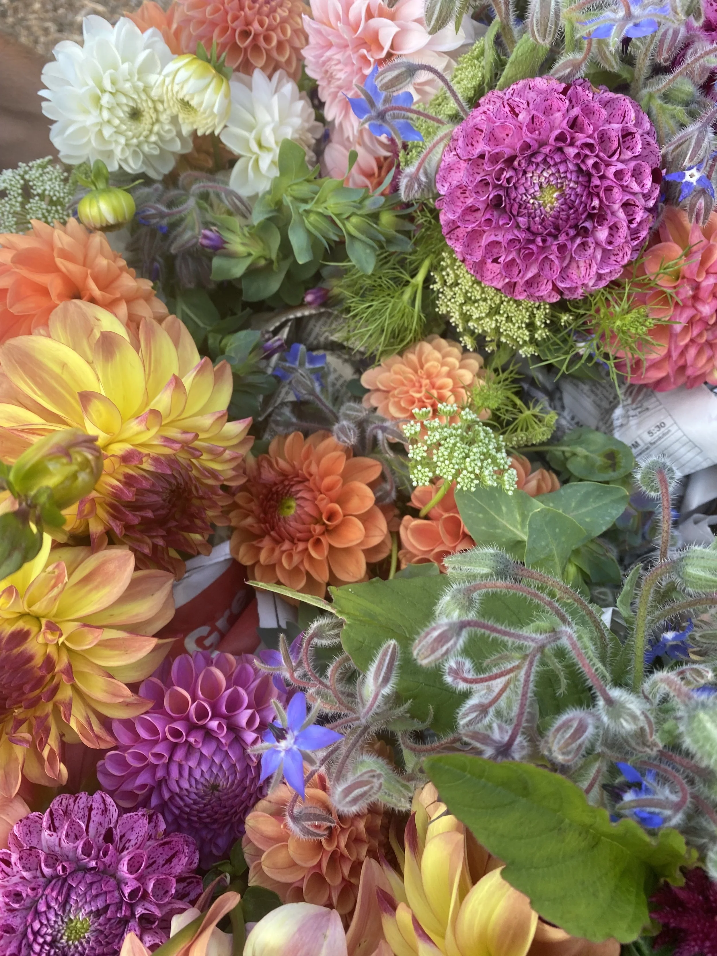 Mixed Dahlias EBB  IMG_6531.jpg