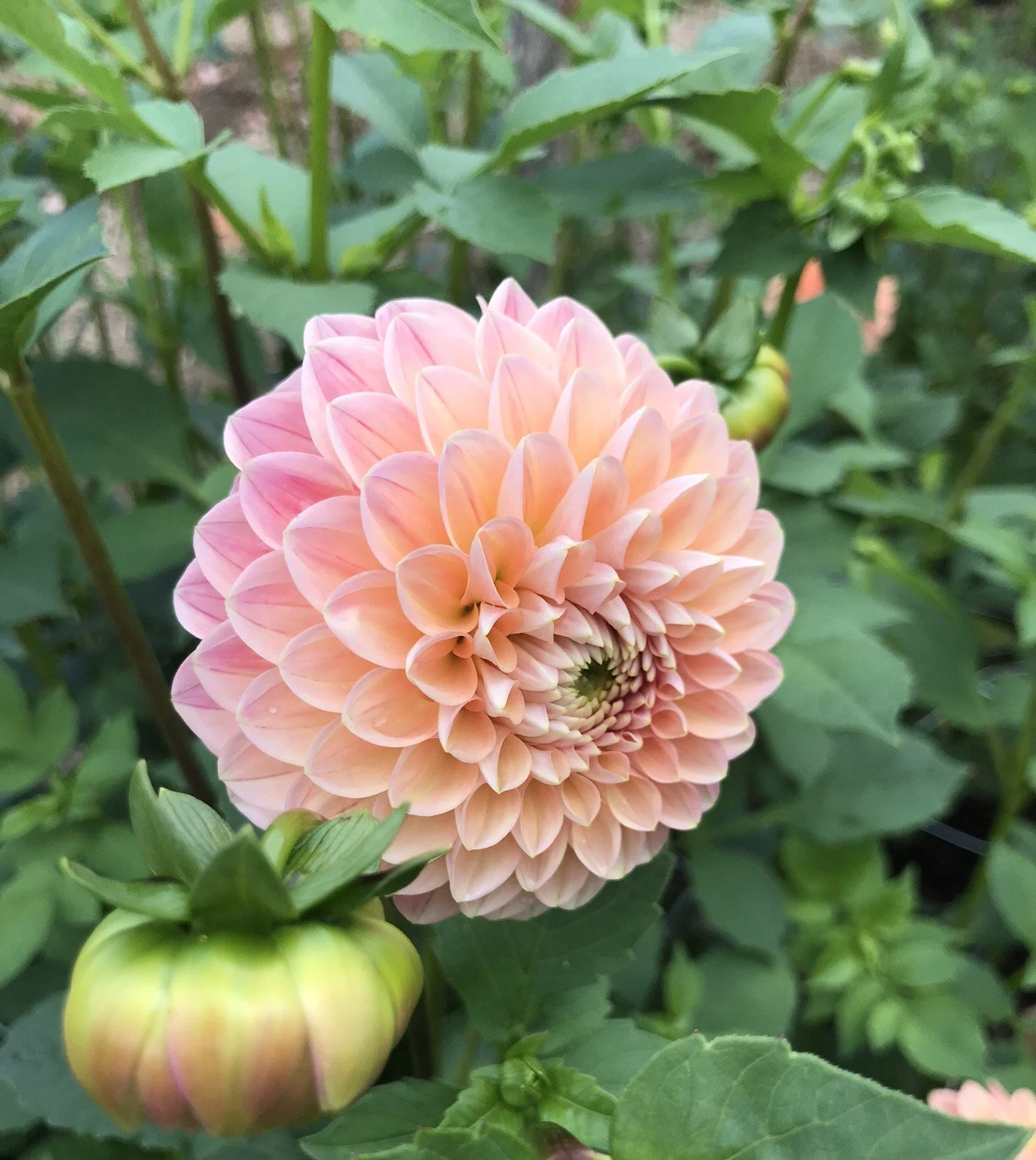 LindasBaby Dahlia EBB.JPEG