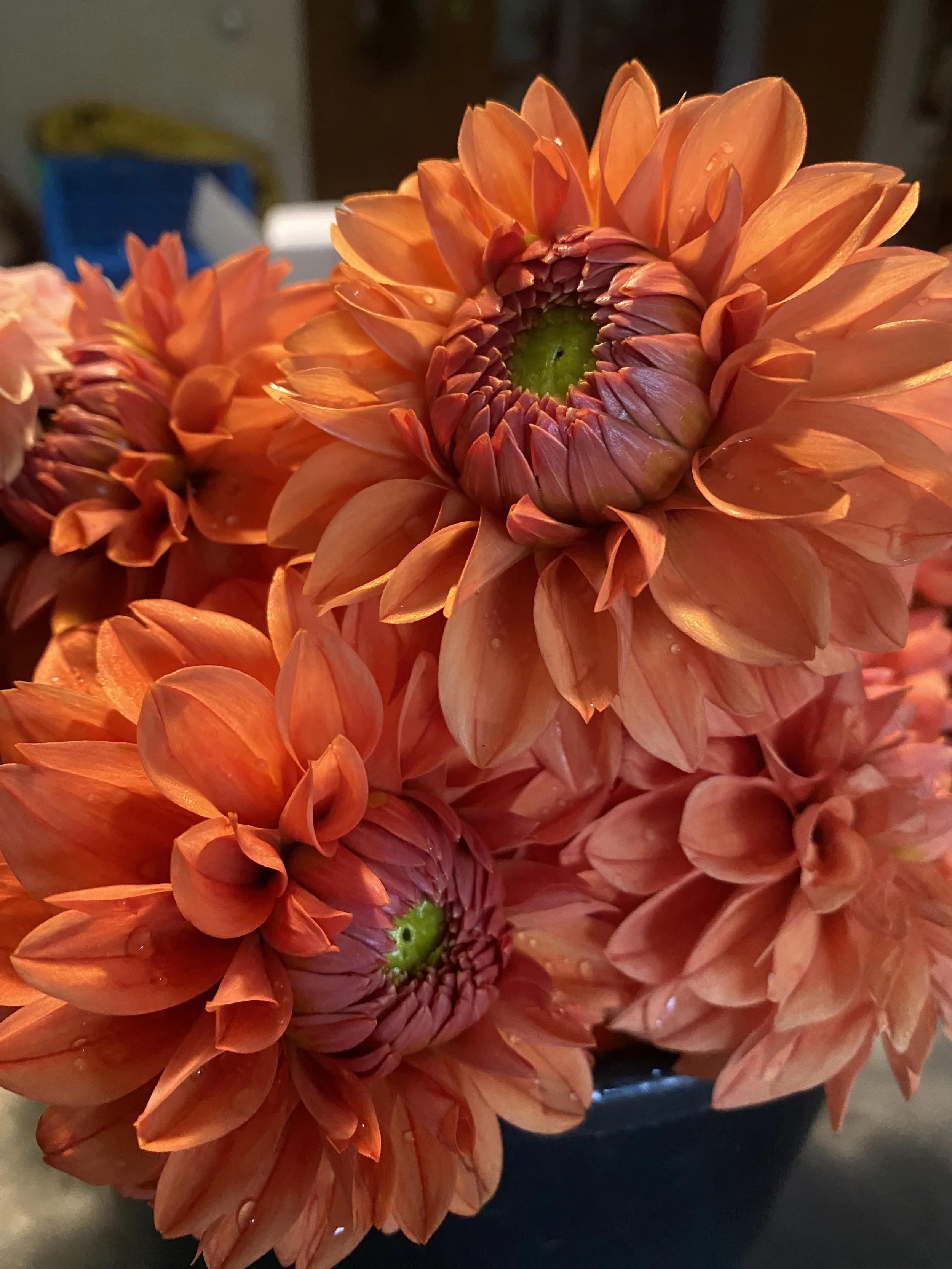 Tahoma Amble IMG_6203.jpg