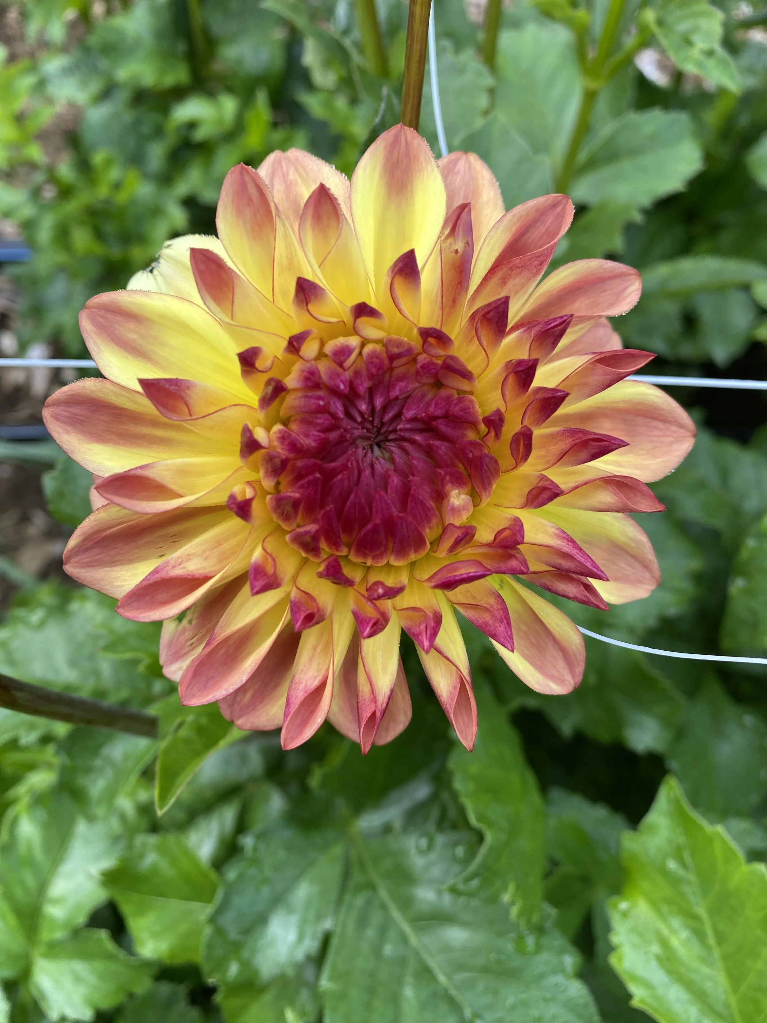 Hy Clown Dahlia EBB IMG_6441.jpg