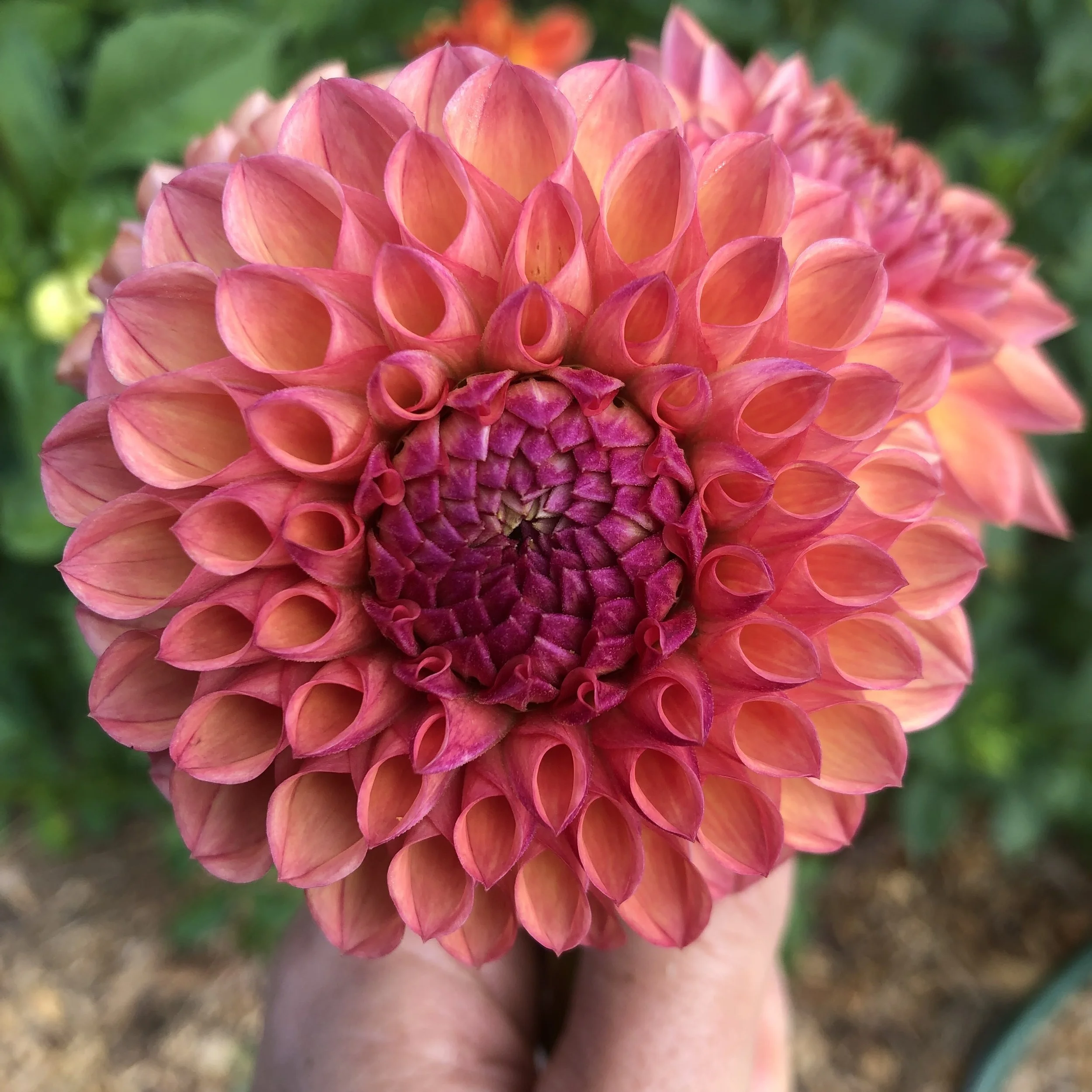 Chimicum Nadjae .jpg