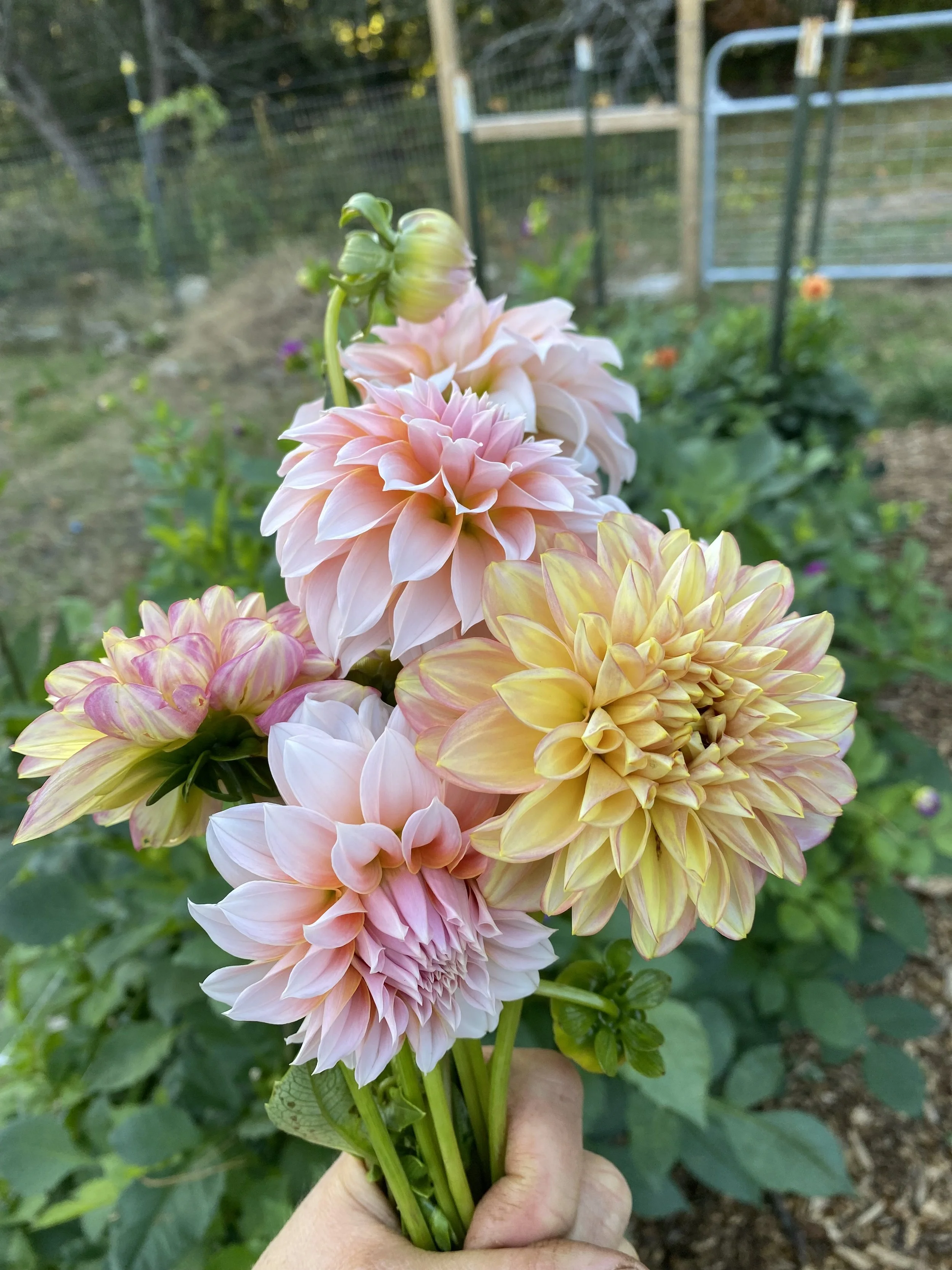 Why's New Pastel IMG_8509.jpeg