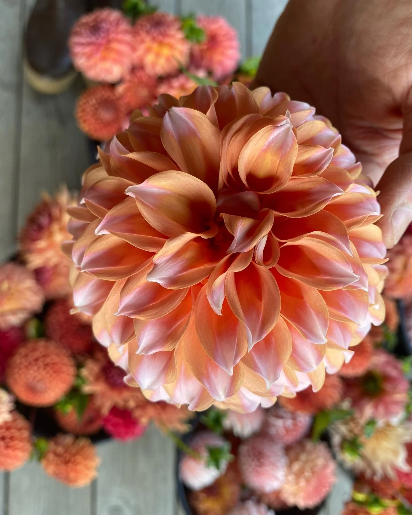 Peaches and Cream Dahlia EBB .JPG