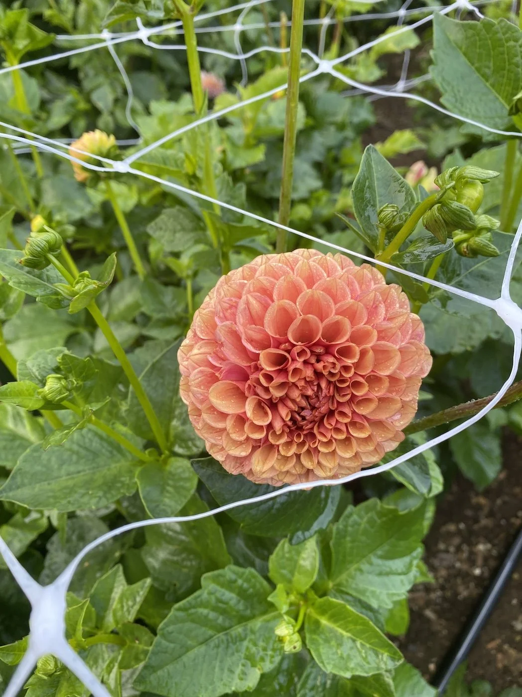 Hy Suntan Dahlia EBB IMG_6608.jpg