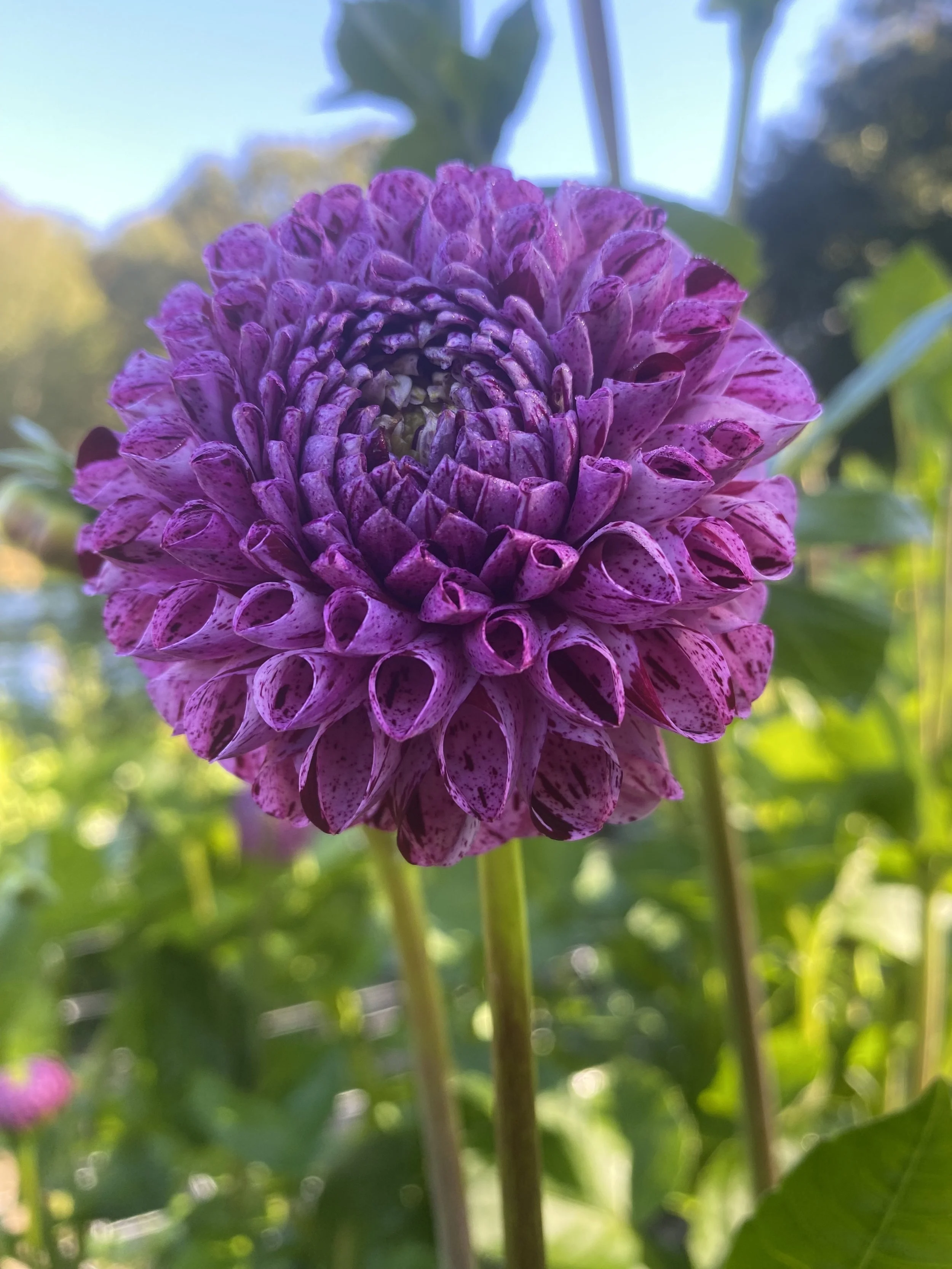 Snoho Les IMG_6875.jpg