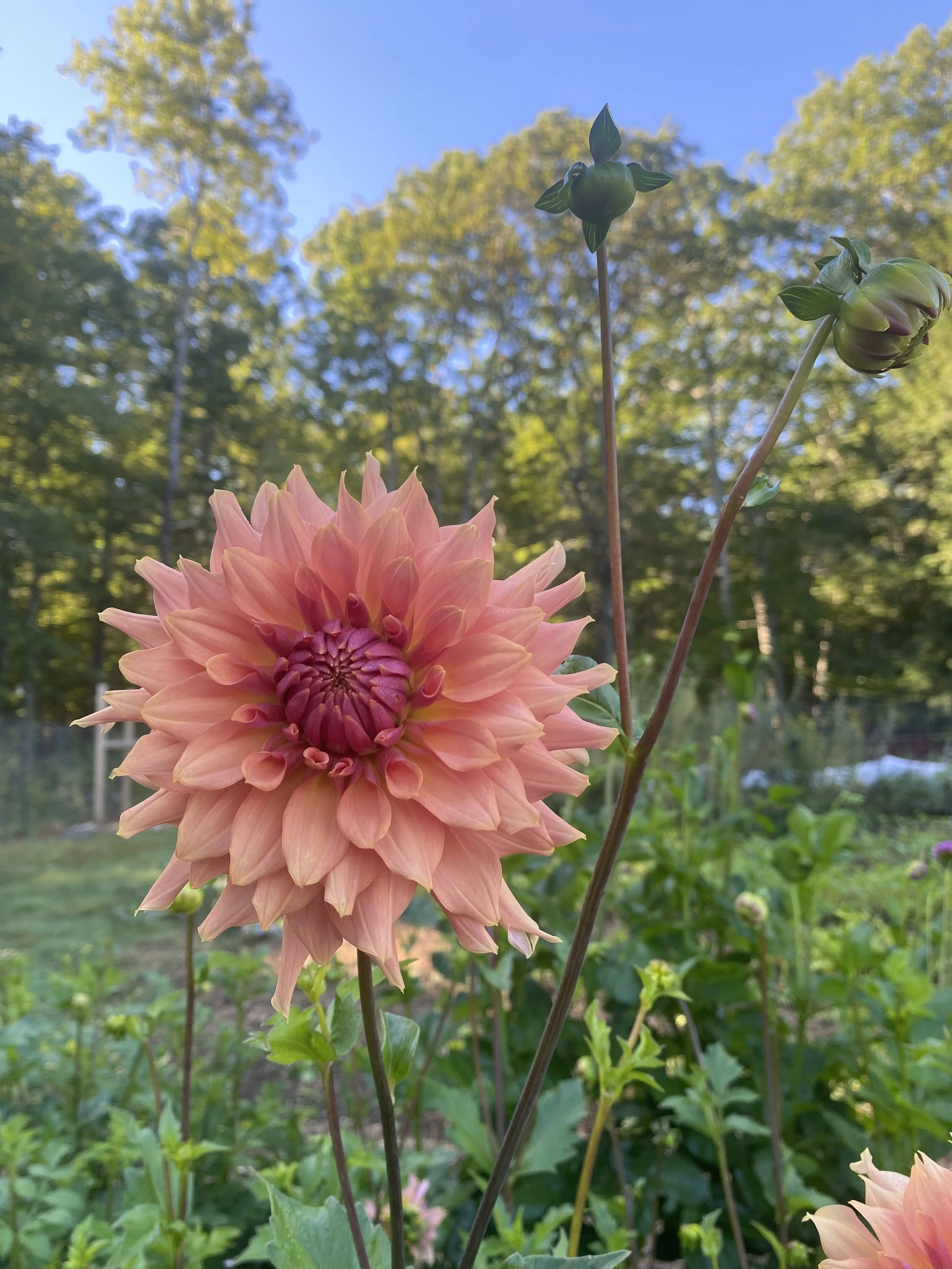 Terra Cotta Dahlia EBB IMG_6851.jpg