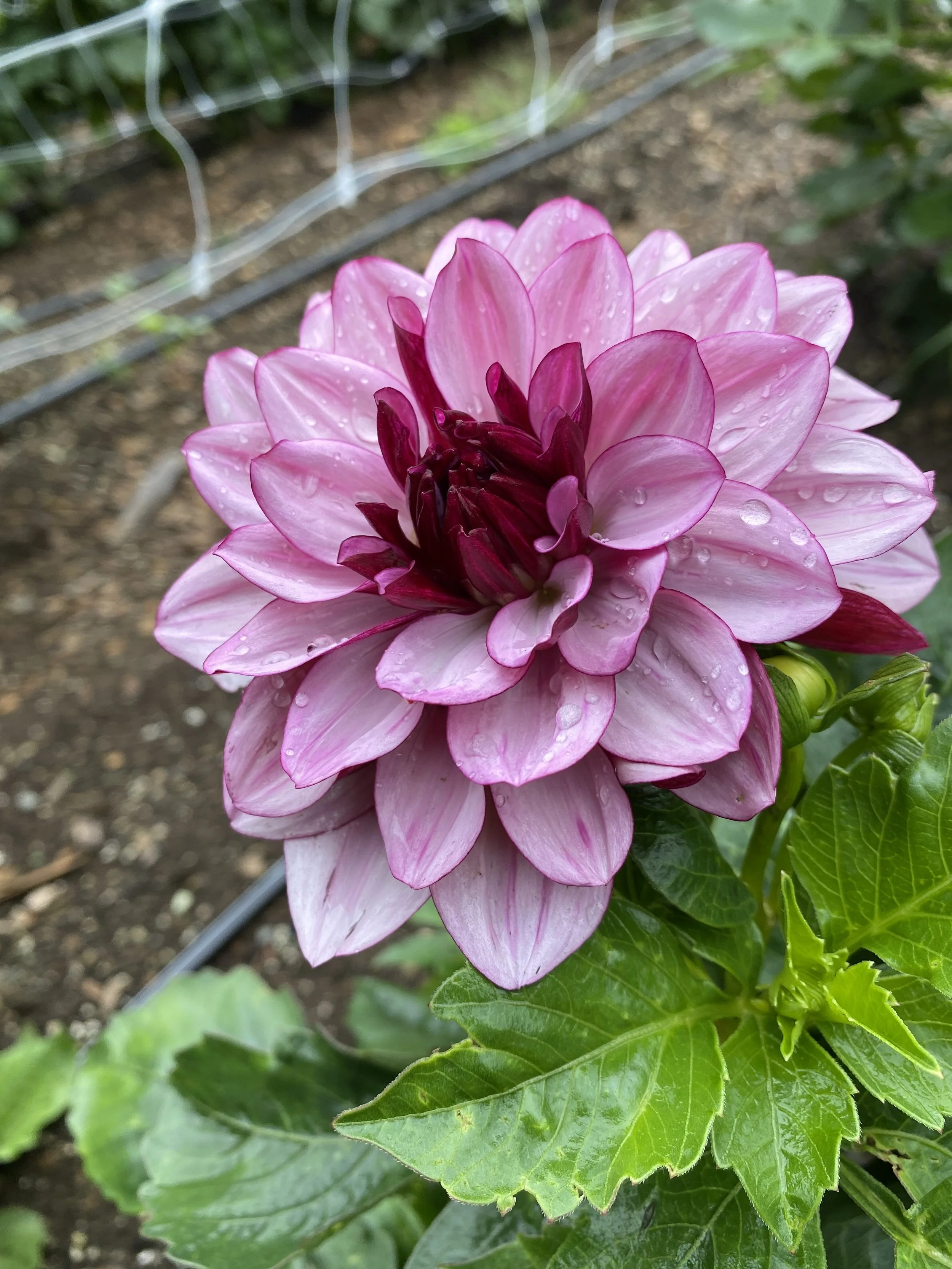 Creme de Cassis Dahlia EBB IMG_6201.jpg