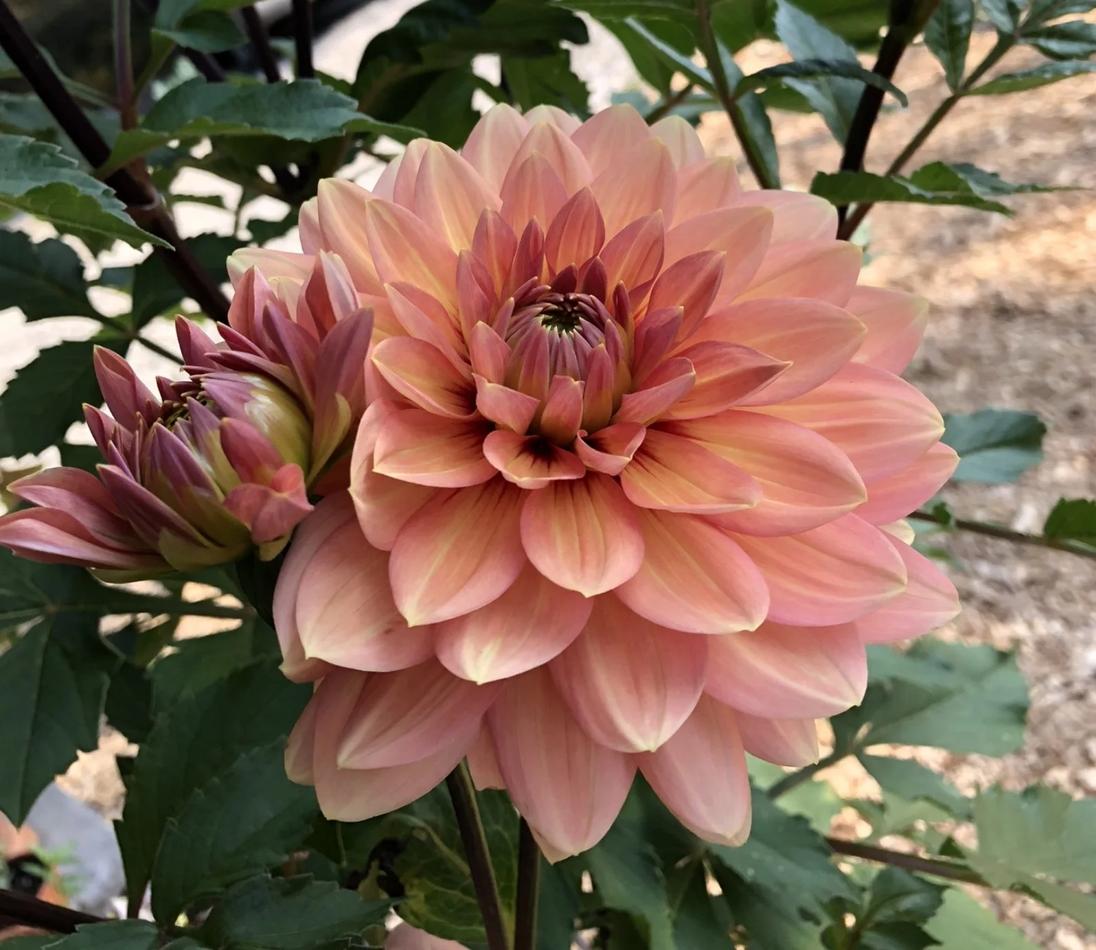 Nicolas Dahlia EBB.jpg