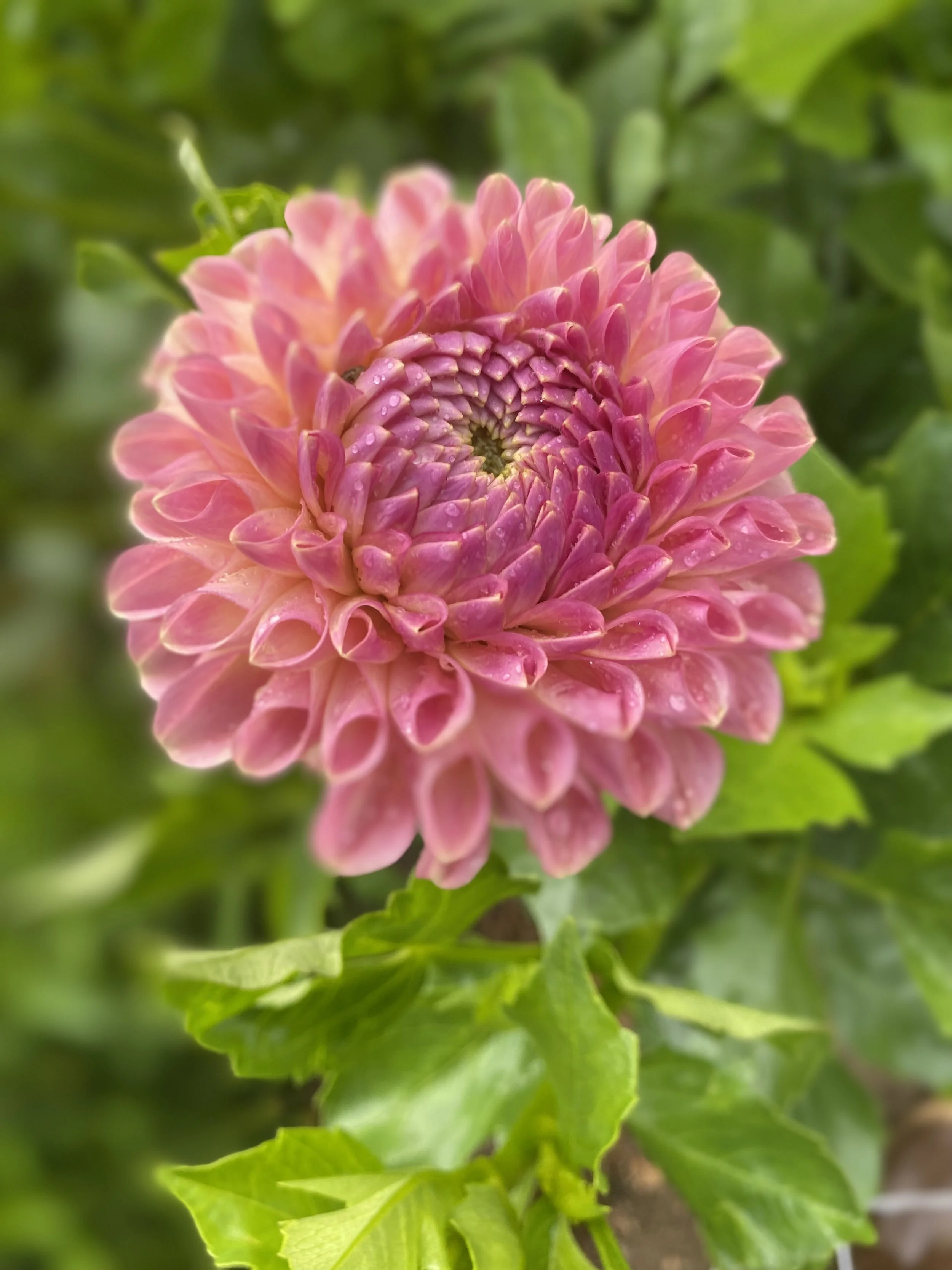 Clearview Peachy Dahlia EBB IMG_6673.jpg