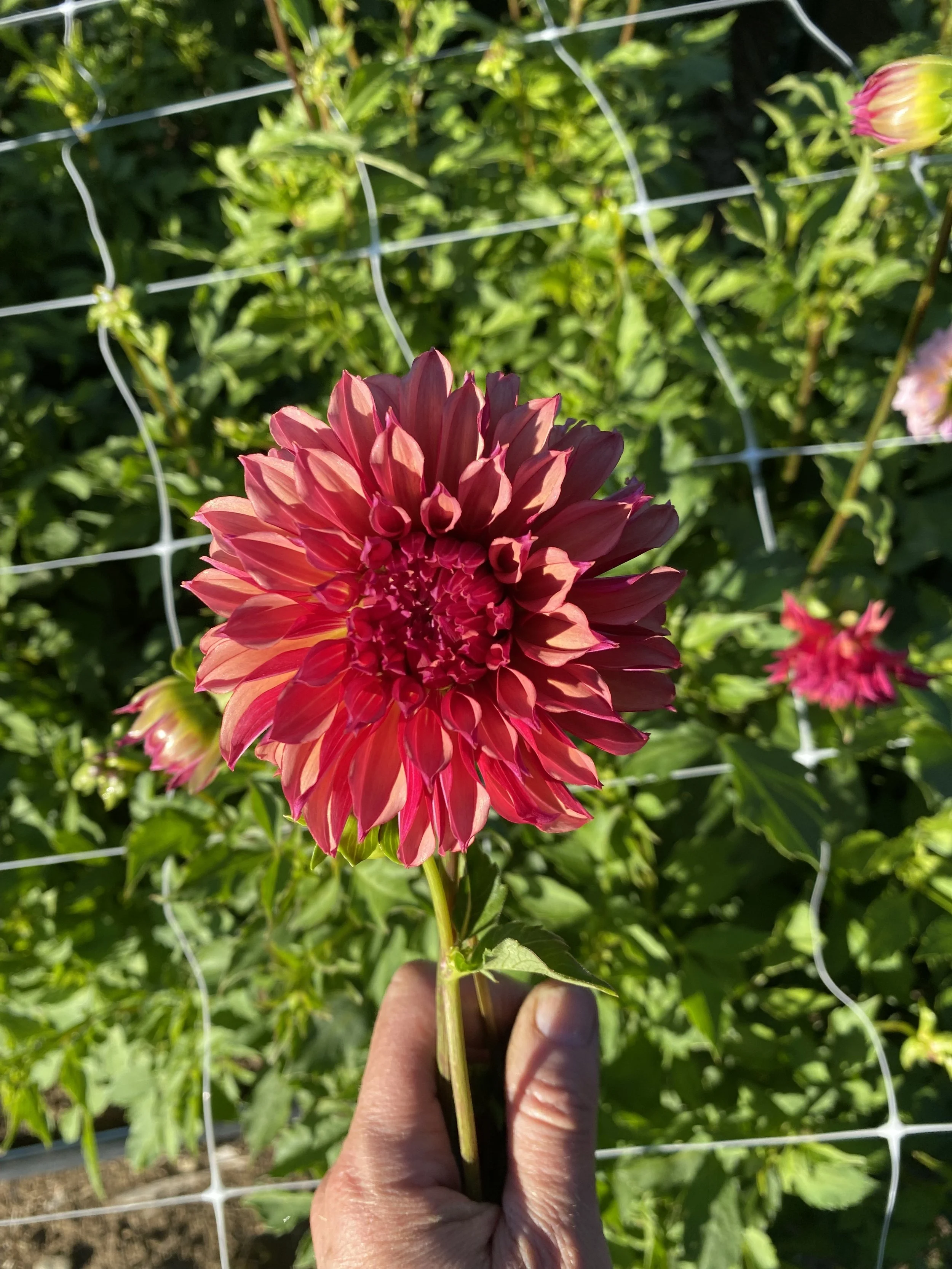 Vista Minnie Dahlia IMG_6787.jpg