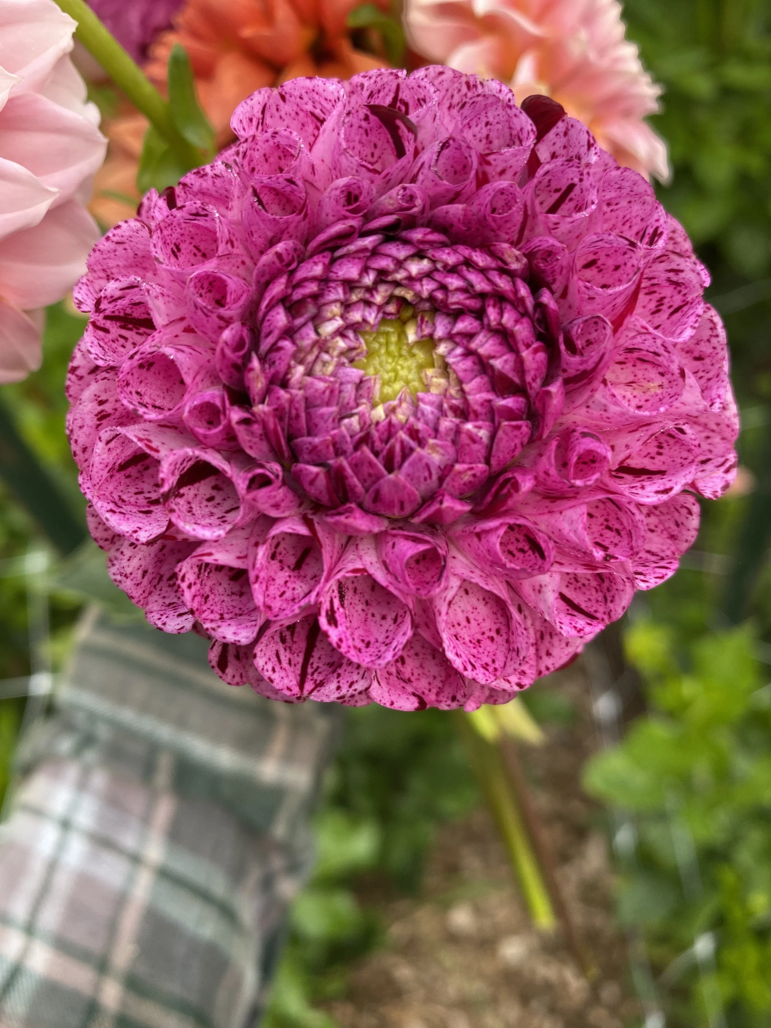 Snoho Les Dahlia IMG_6435.jpg