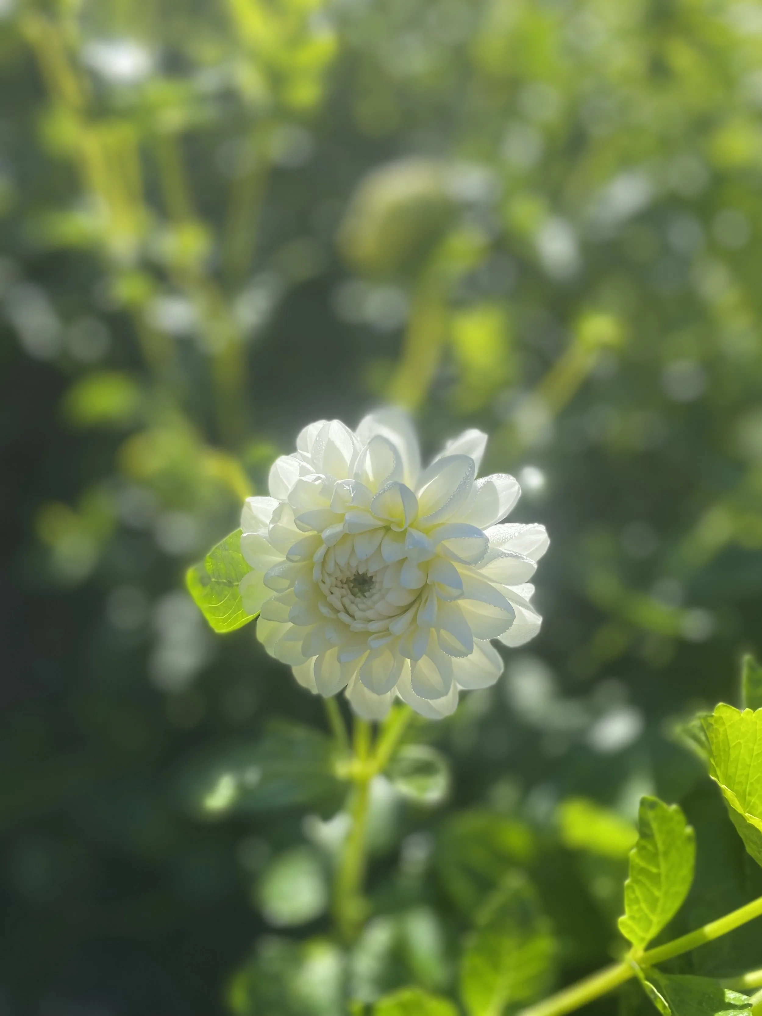 Blizzard Dahlia EBB IMG_6855.jpg