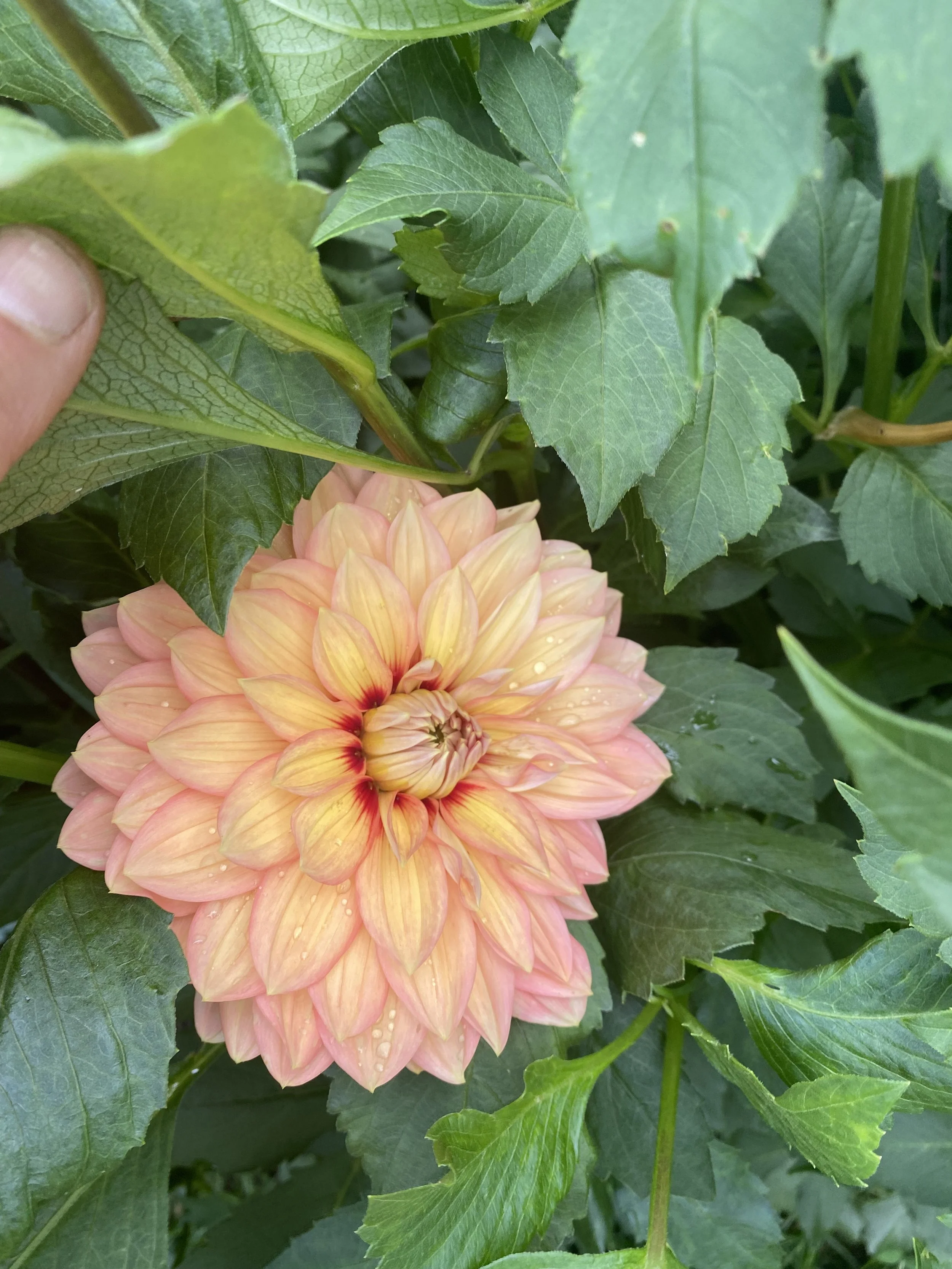 Nicolas Dahlia IMG_7320.jpeg