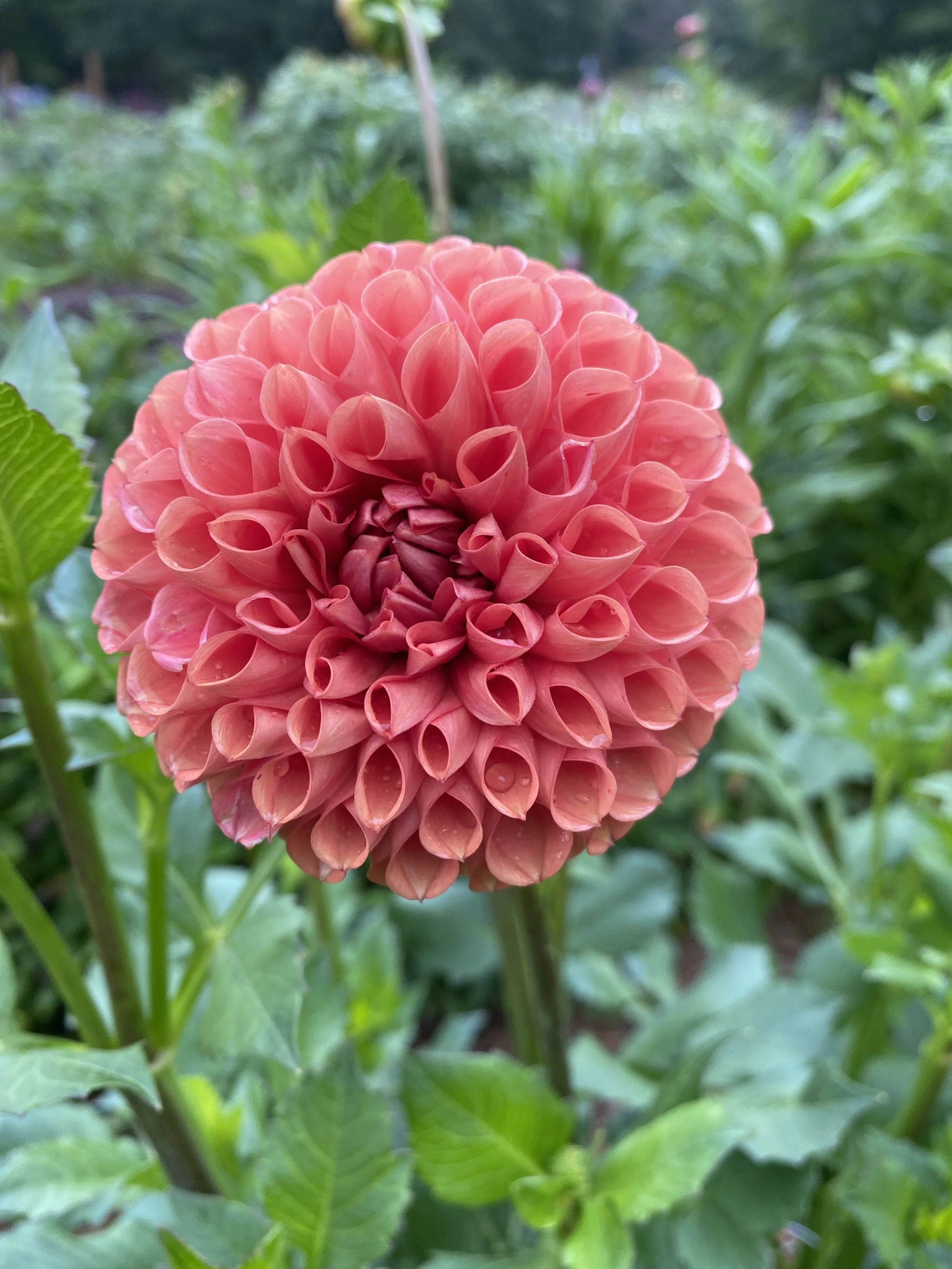 Jowey Linda   Dahlia EBB IMG_6199.jpg