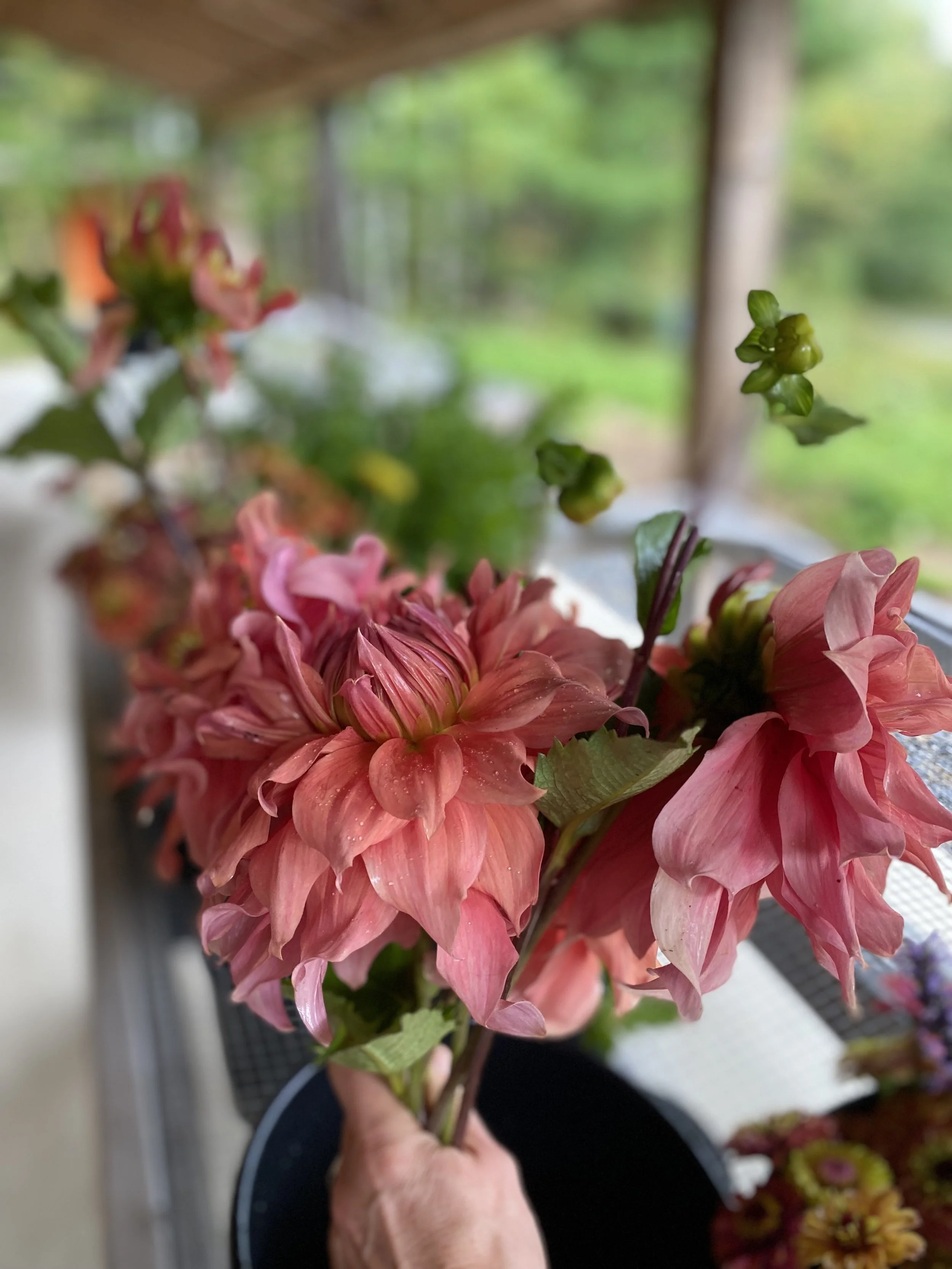 Sierra Glow Dahlia EBB IMG_8054.jpeg