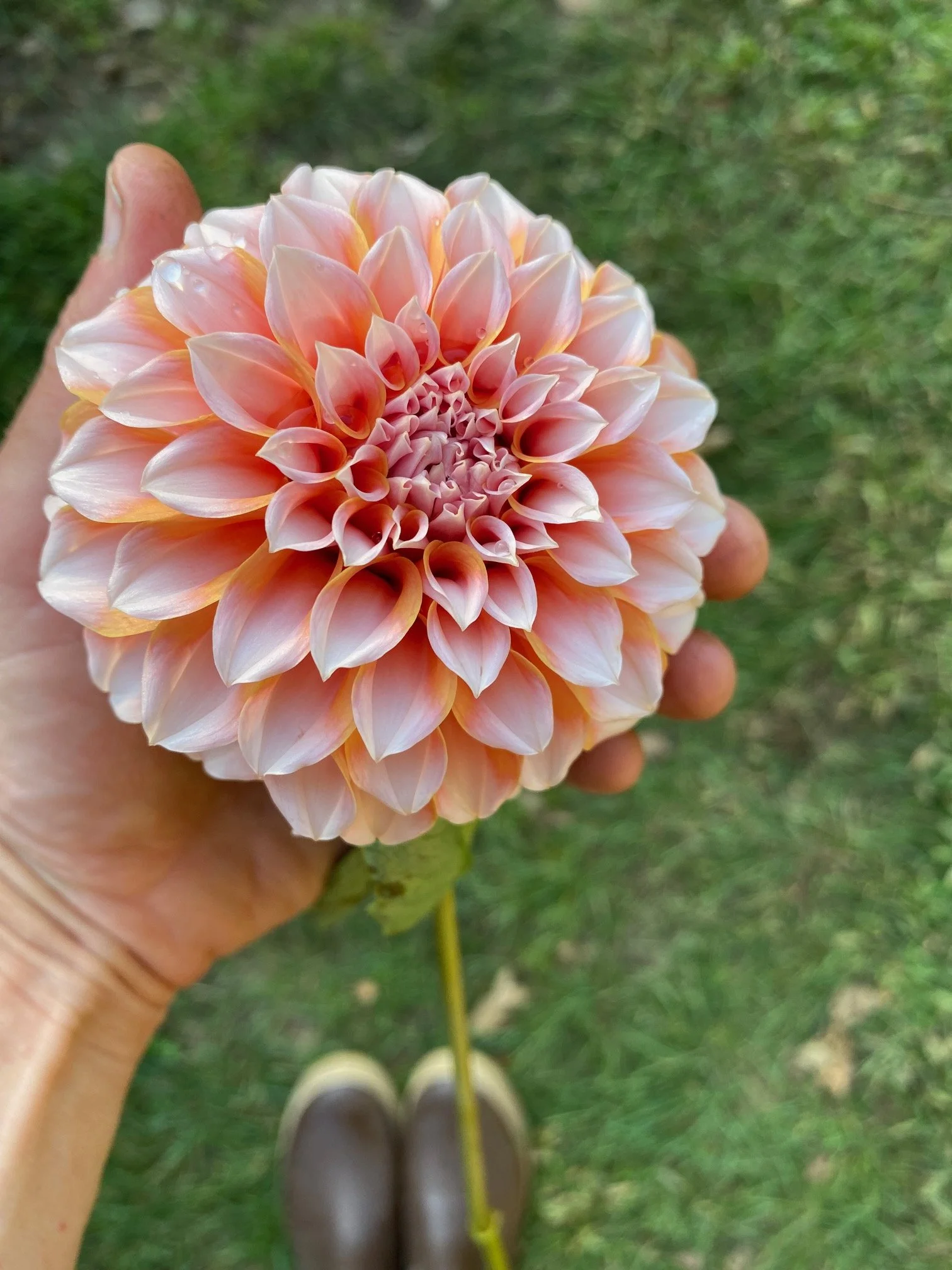 Peaches and Cream Dahlia EBB IMG_8566.jpeg