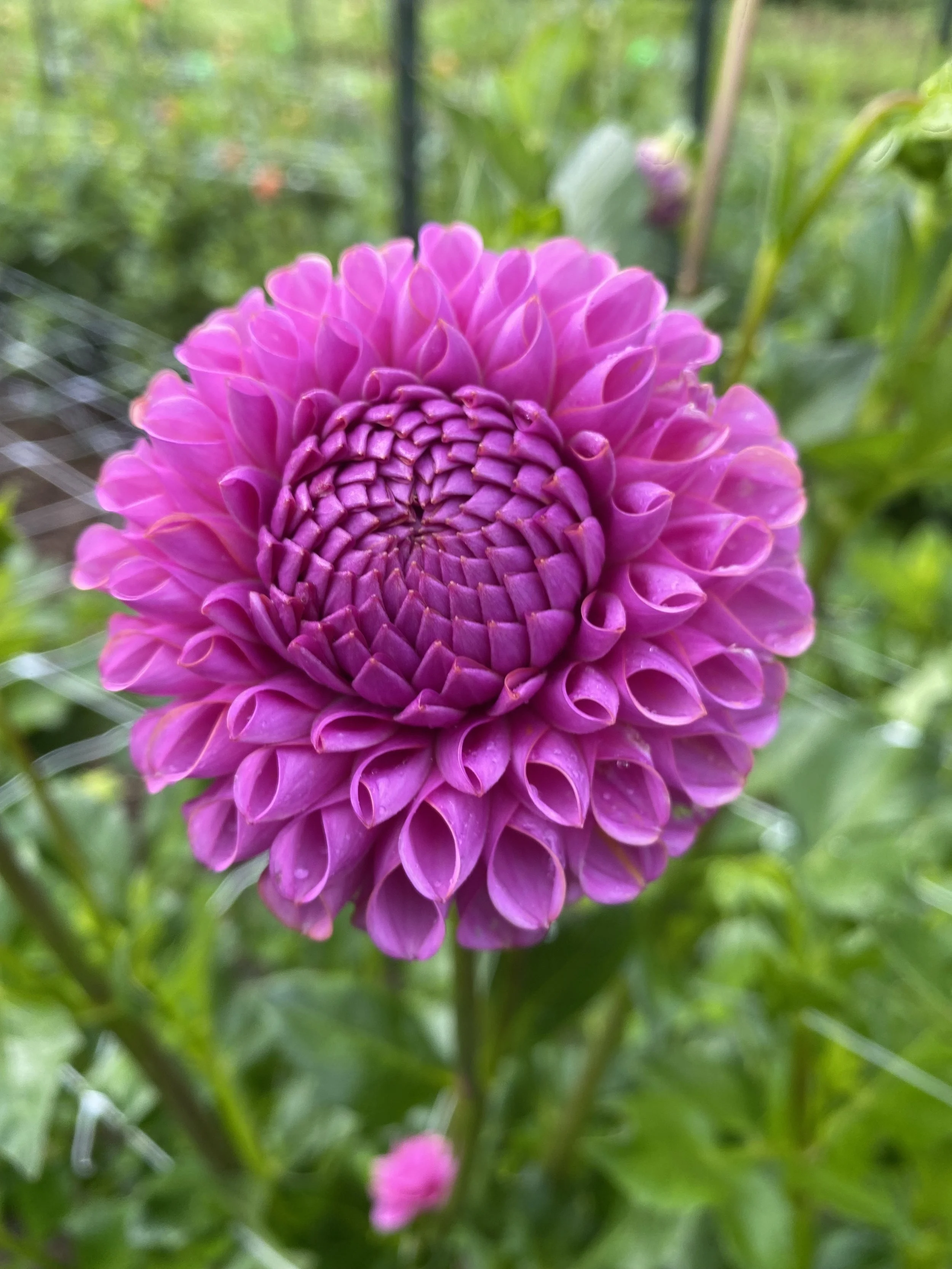 Isabel Dahlia EBB IMG_6670.jpg