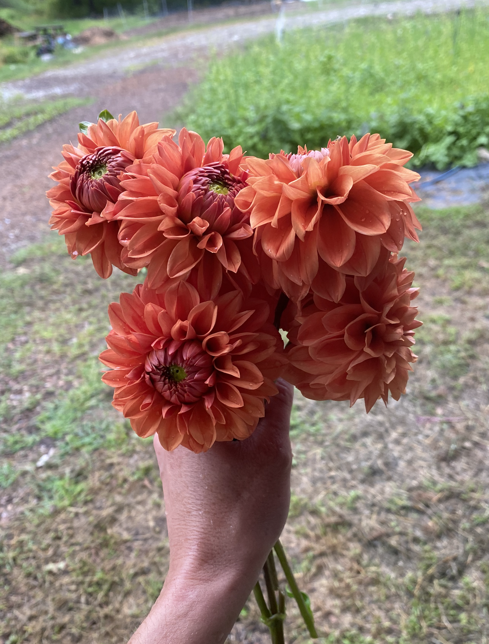 Tahoma Amble Dahlia EBB.png