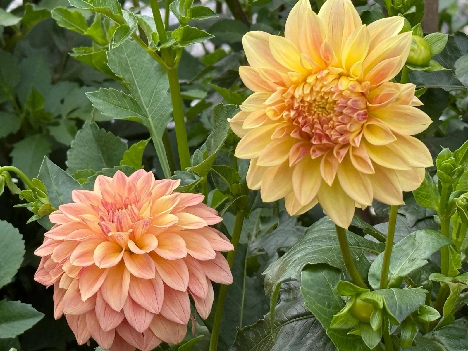 Wyns New Pastel Dahlia EBB.JPG